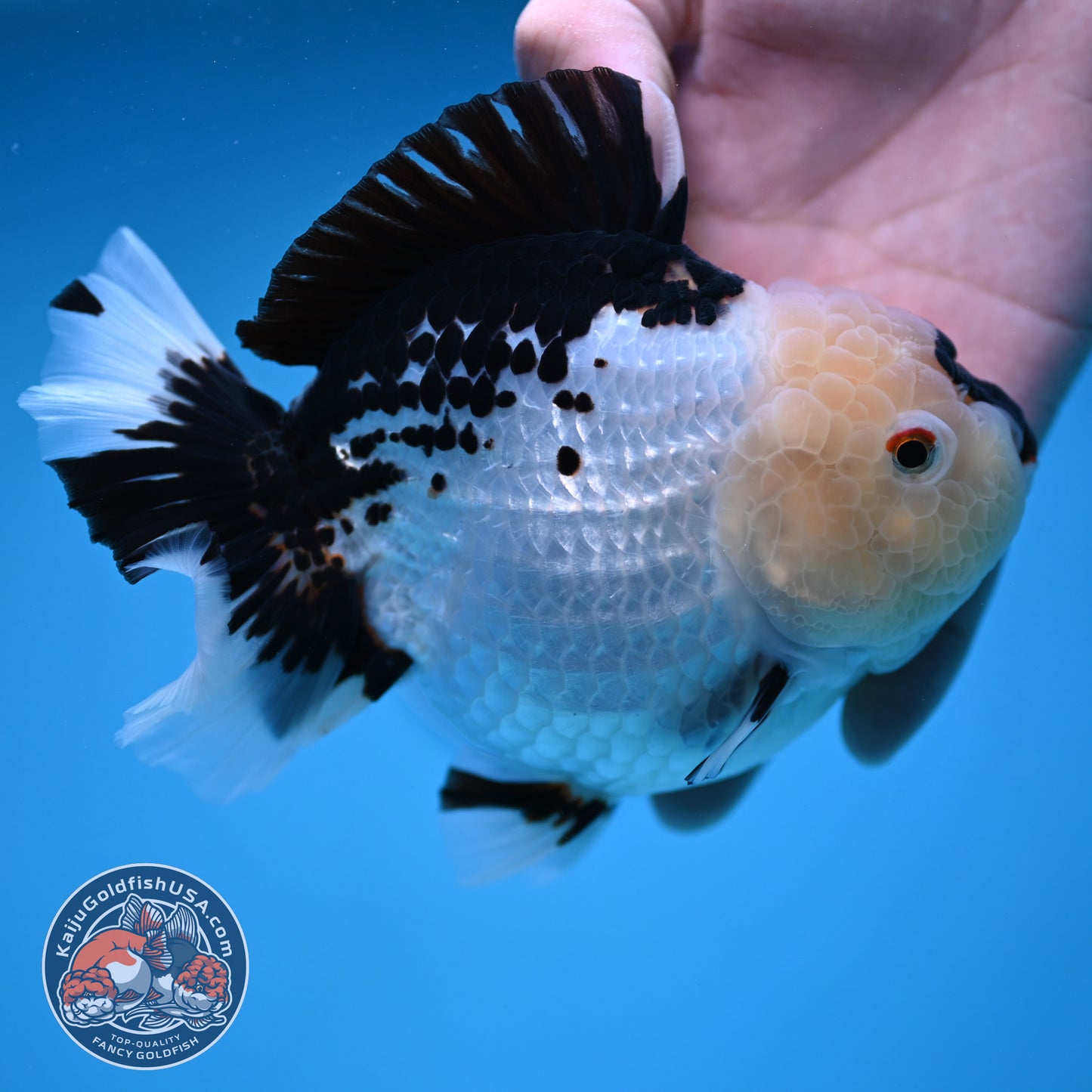 Panda Oranda 4.5 inch Body (250912_OR03)