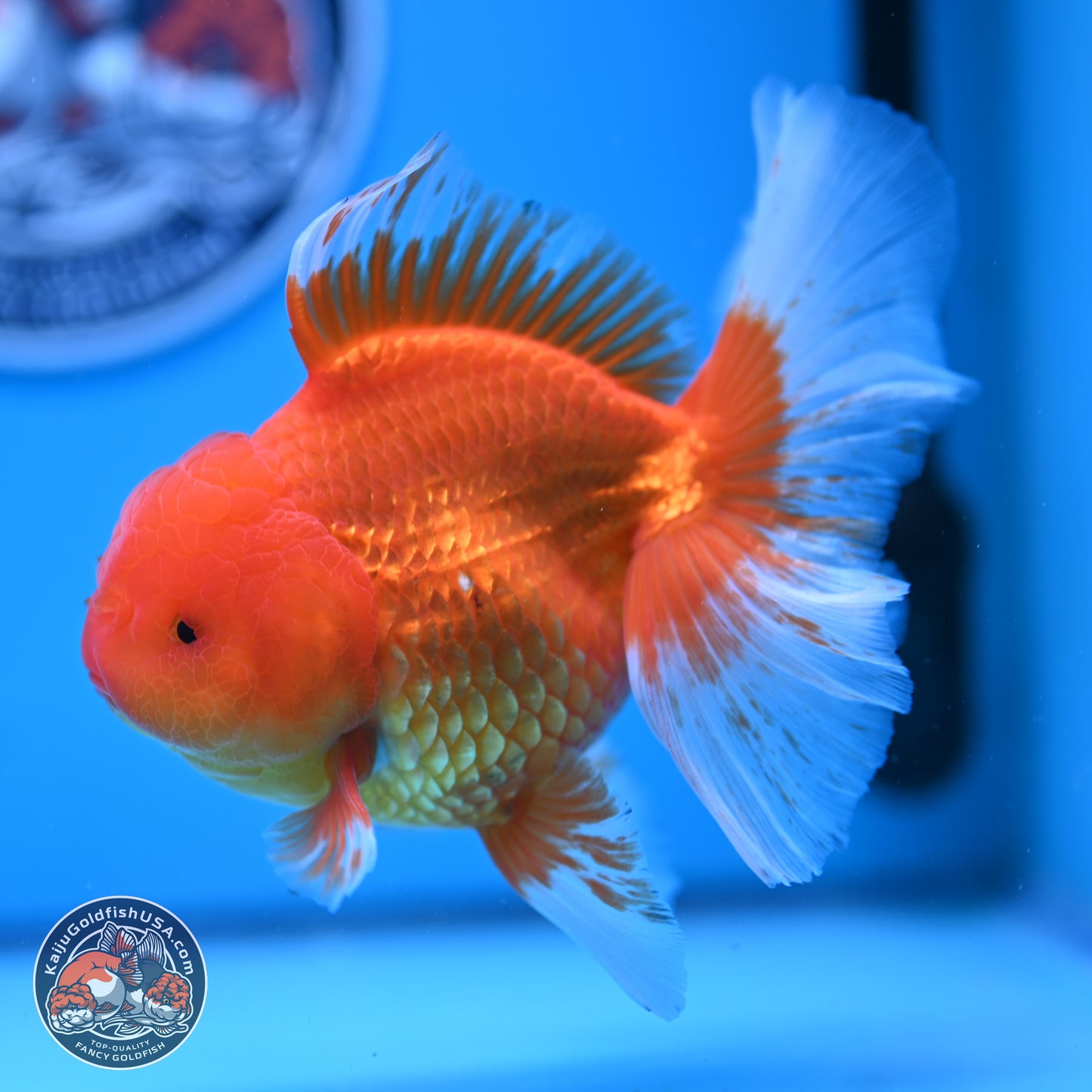 Red White Rose Tail Oranda 4-6 inches (240906_OR03) - Kaiju Goldfish USA