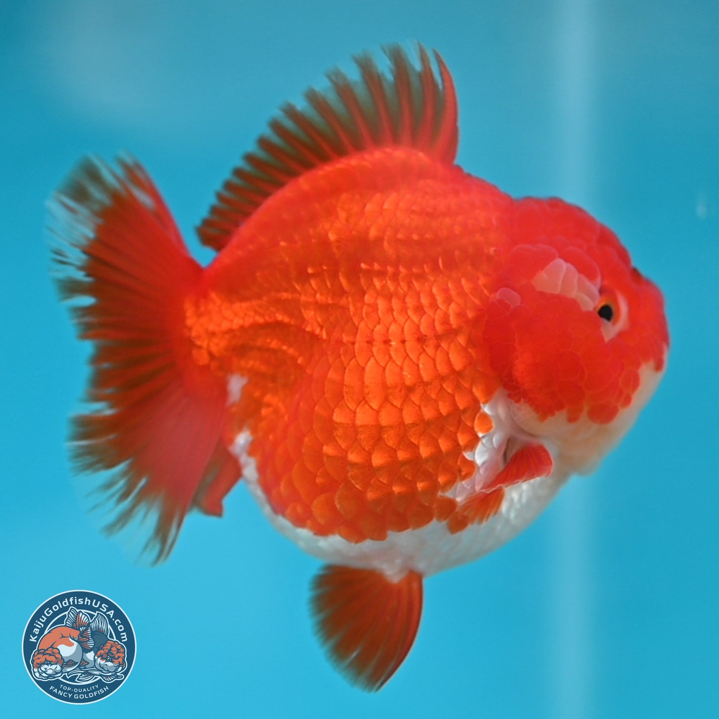 Red White YuanBao Oranda 3.5 inches Body - Female (250131_OR03)