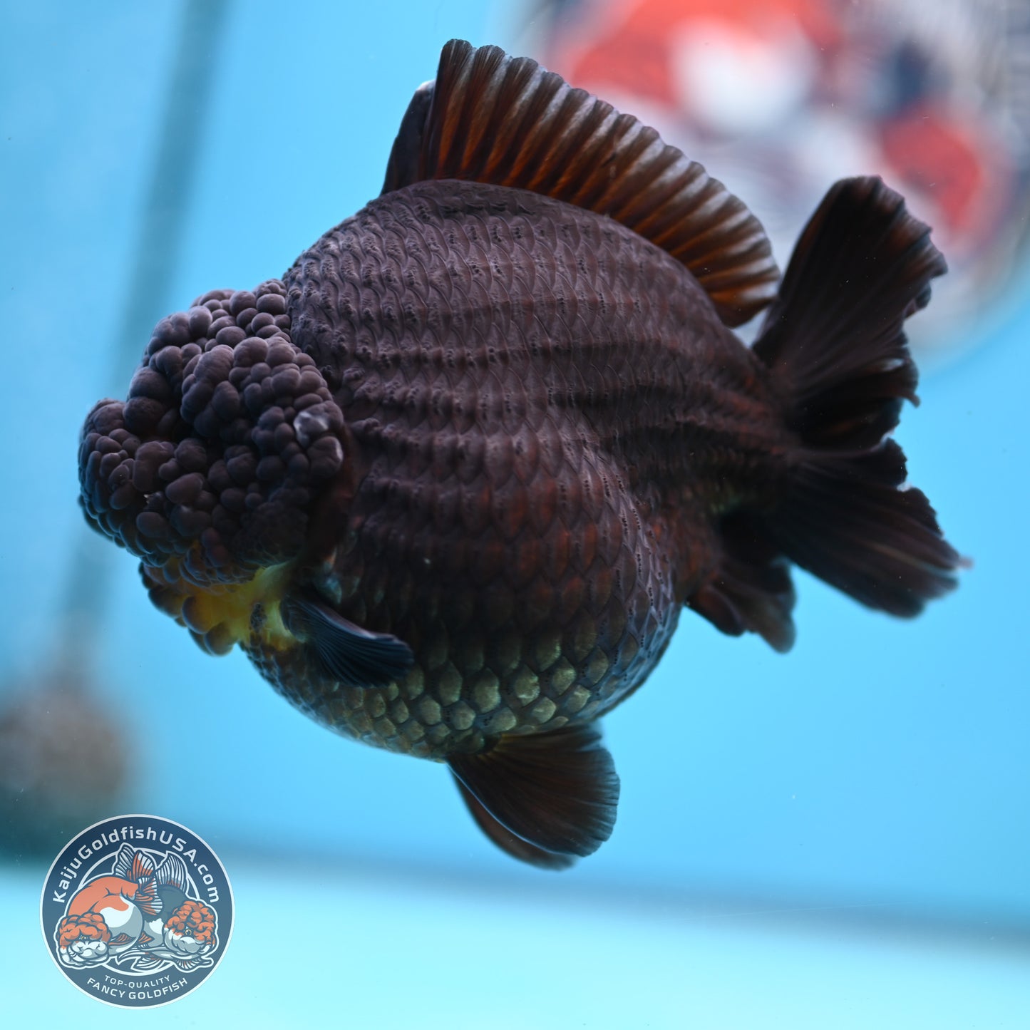 Black YuanBao Oranda 4.5 inches Body (250516_OR03)