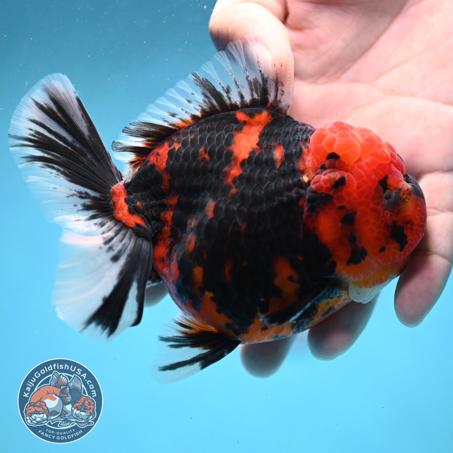 Tiger Oranda 4 inch Body (251003_OR03)