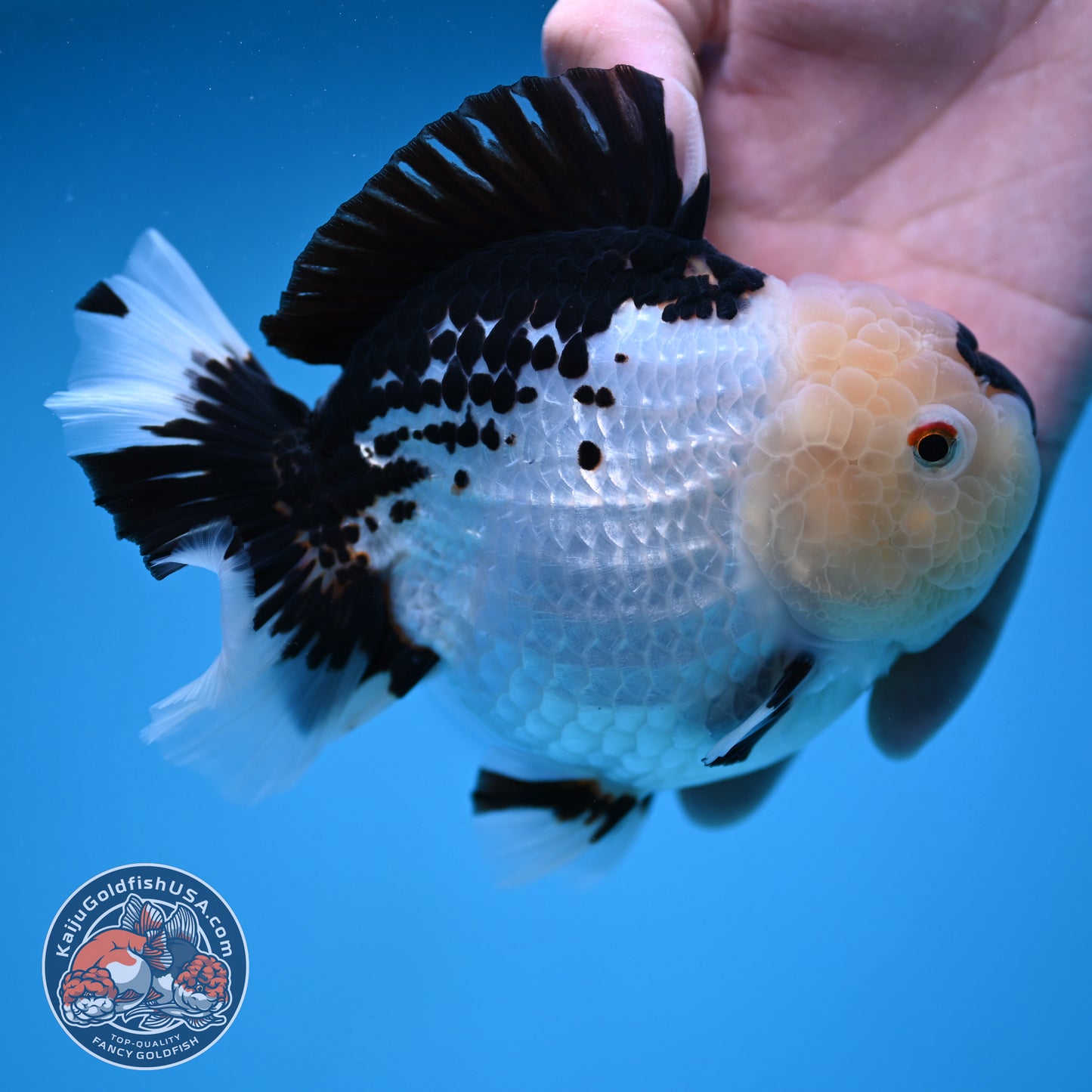 Panda Oranda 4.5 inch Body (250912_OR03)