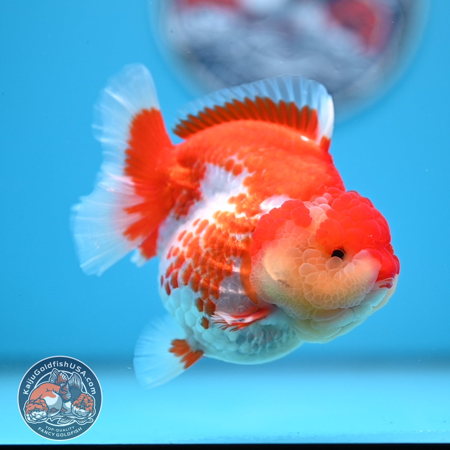 Deer Spot Red White Oranda 4 inches Body (250523_OR03)