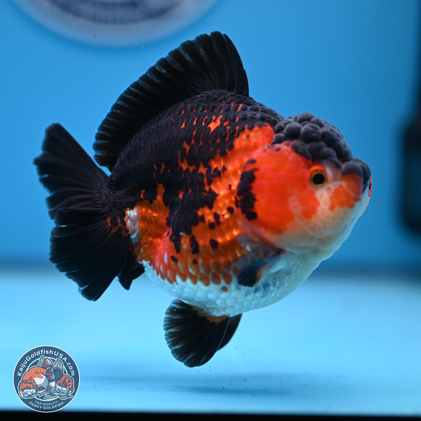 Tricolor YuanBao Oranda 3.75 inches Body - Female (241227_OR03) - Kaiju Goldfish USA