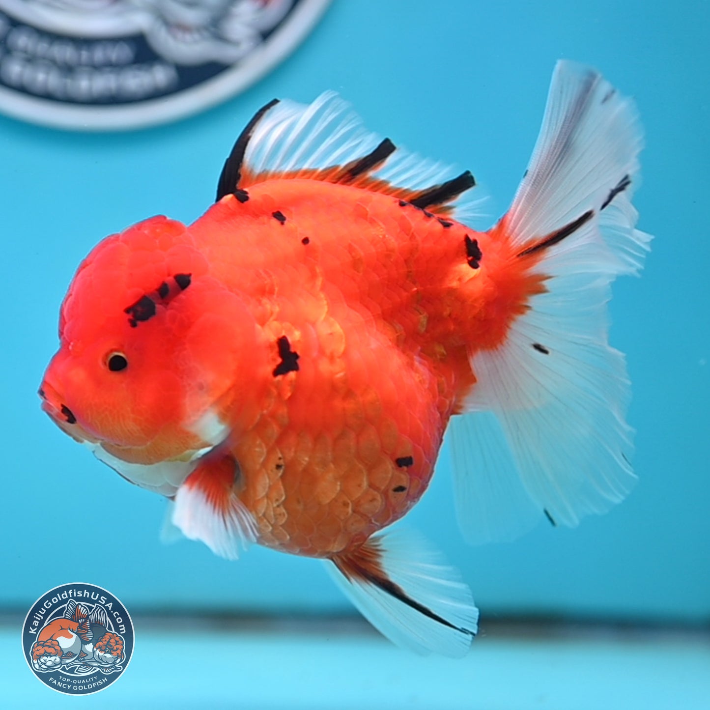 Tricolor Sakura Rose Tail Oranda 4 inches Body - Female (250404_OR03)