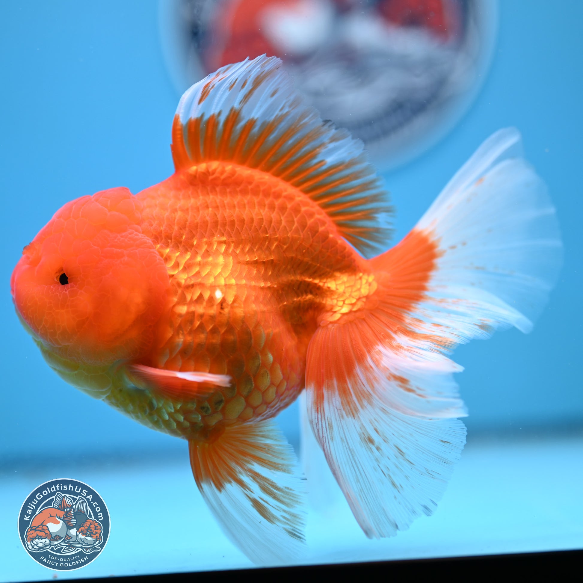 Red White Rose Tail Oranda 4-6 inches (240906_OR03) - Kaiju Goldfish USA