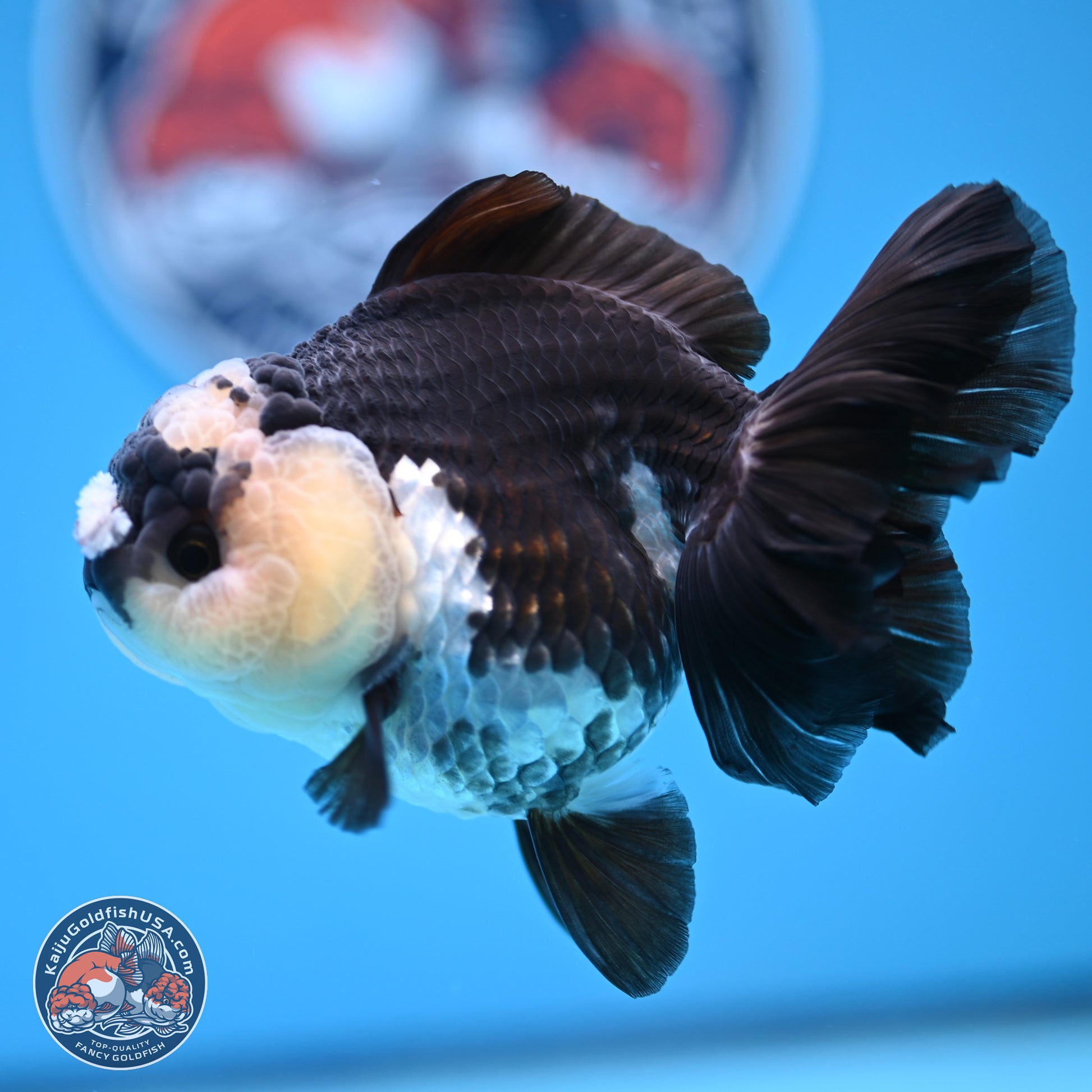 Panda Rose Tail Oranda 3.5in body (240809_OR03) - Kaiju Goldfish USA