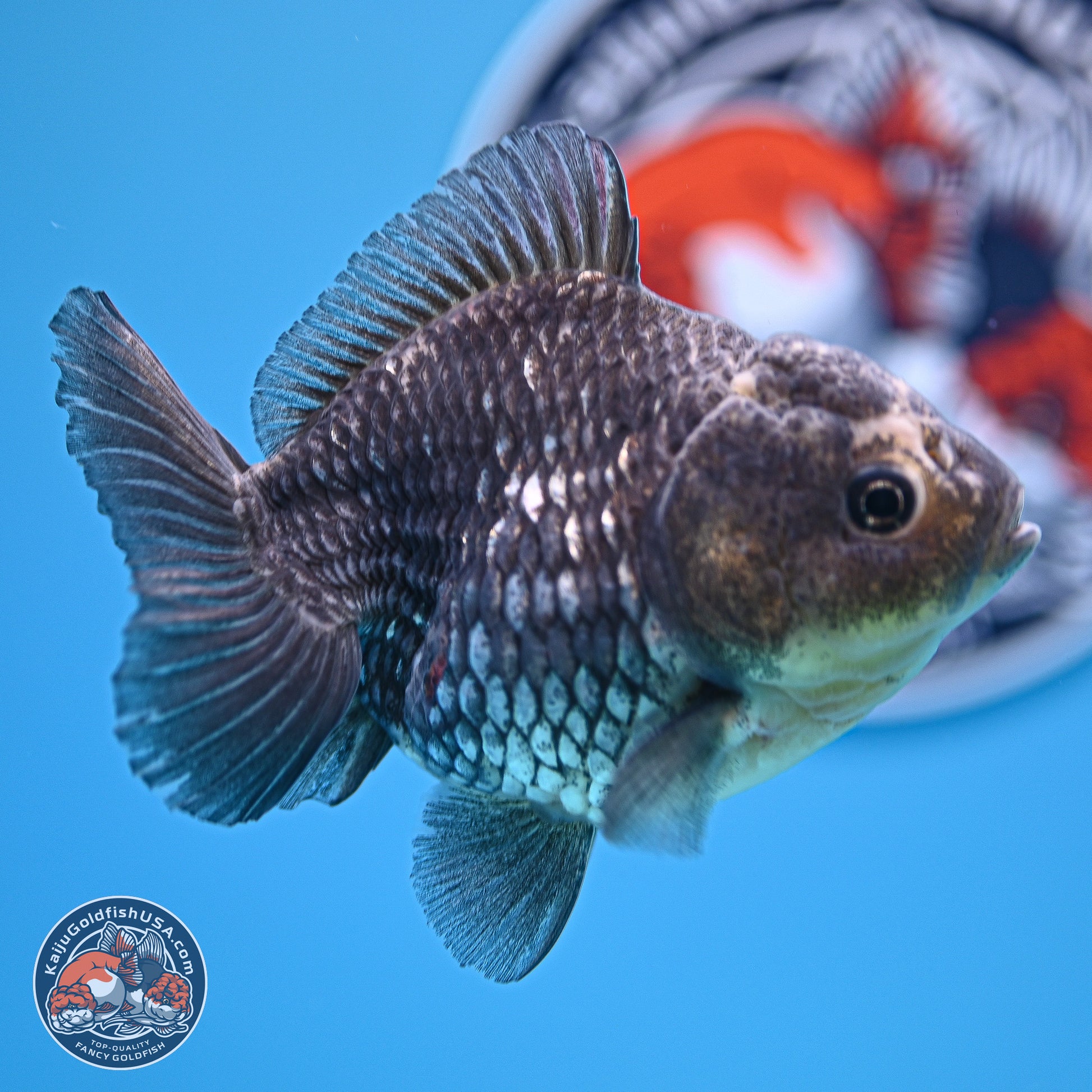 Grey Kirin YuanBao Oranda 5 inches Body- Female (241129_OR03) - Kaiju Goldfish USA