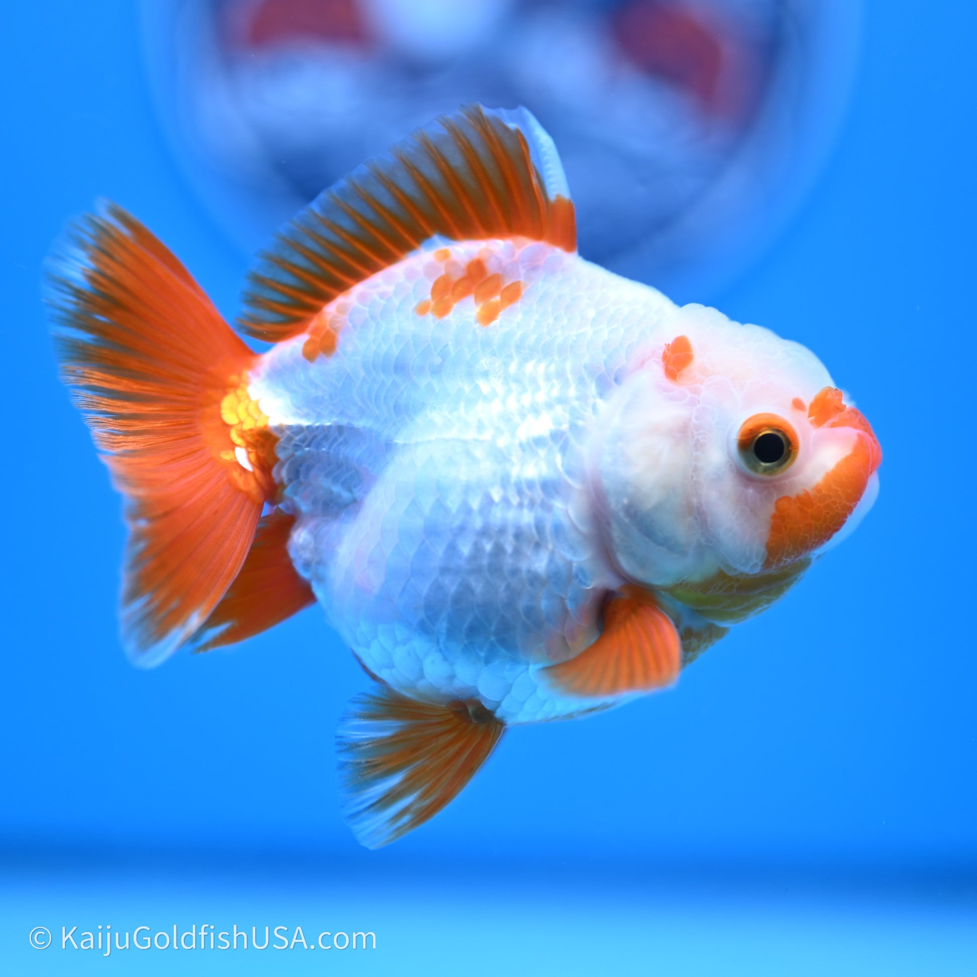 Shogun Godzilla Red White Oranda 3.25in Body (240719_OR03) - Kaiju Goldfish USA