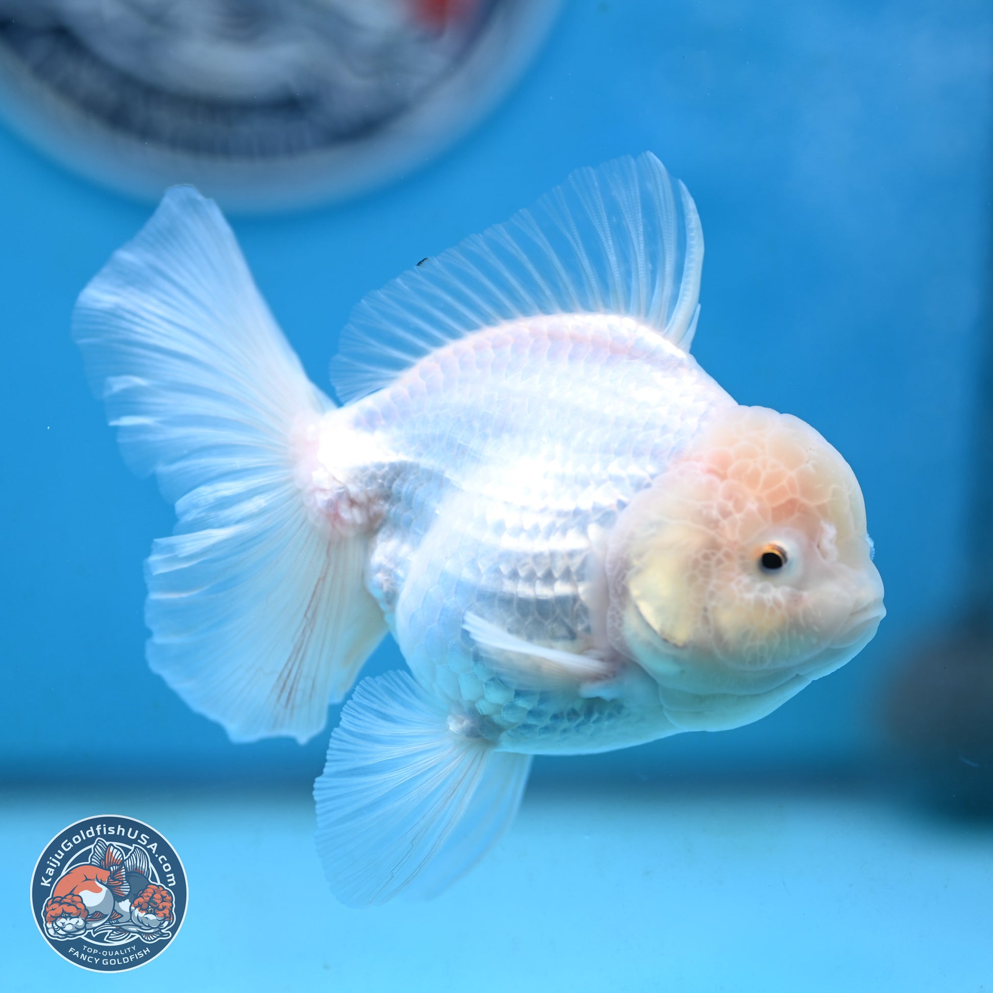 Snow White Oranda 3.5 inches Body - Female (250117_OR03) - Kaiju Goldfish USA