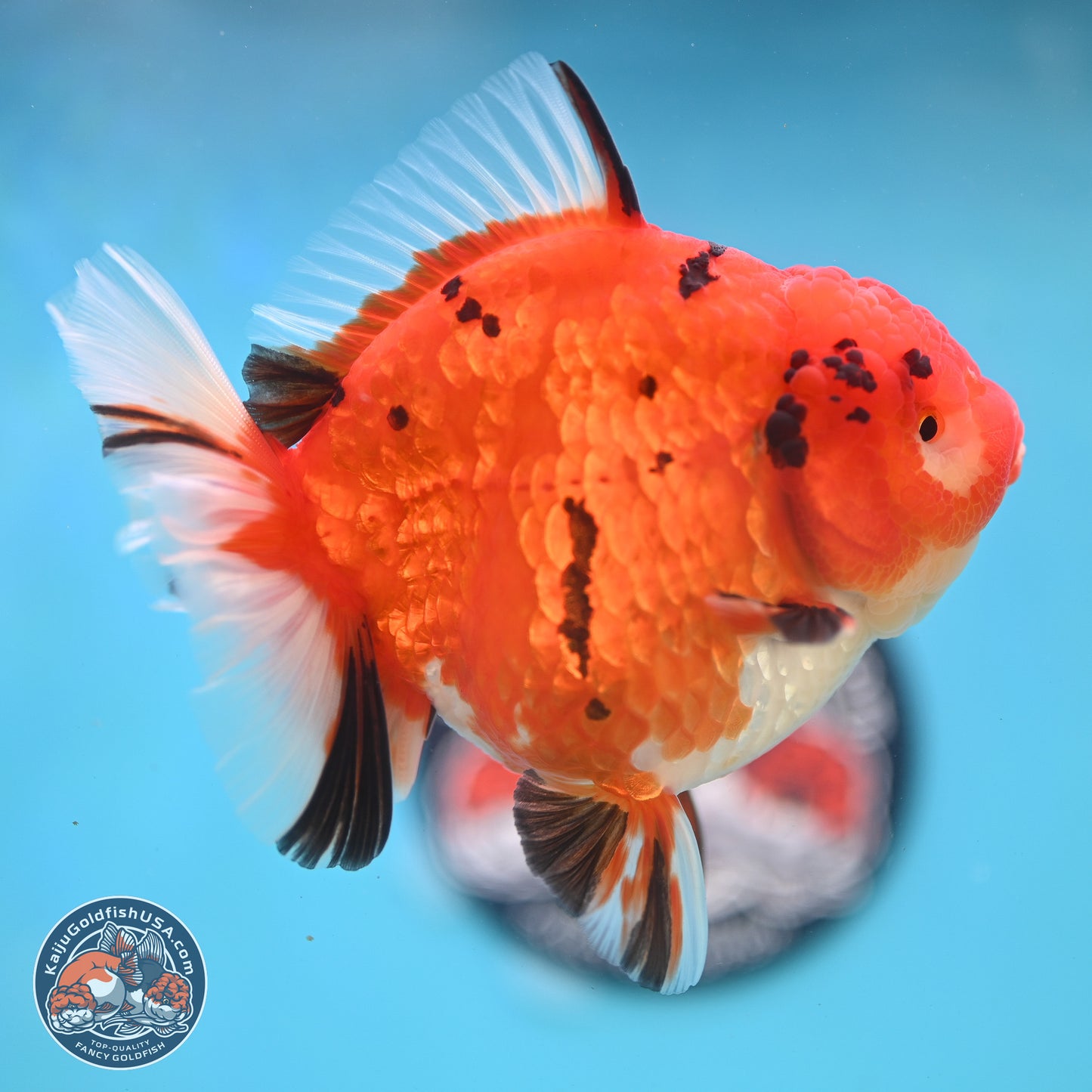 Gold Coin Tiger Oranda 4 inches Body - Female (250214_OR03)