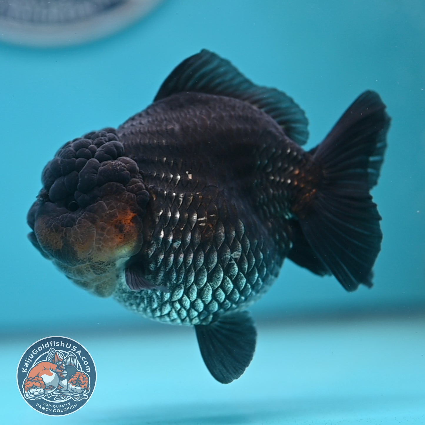 Shogun Metallic Oranda 4 inches Body (250606_OR03)