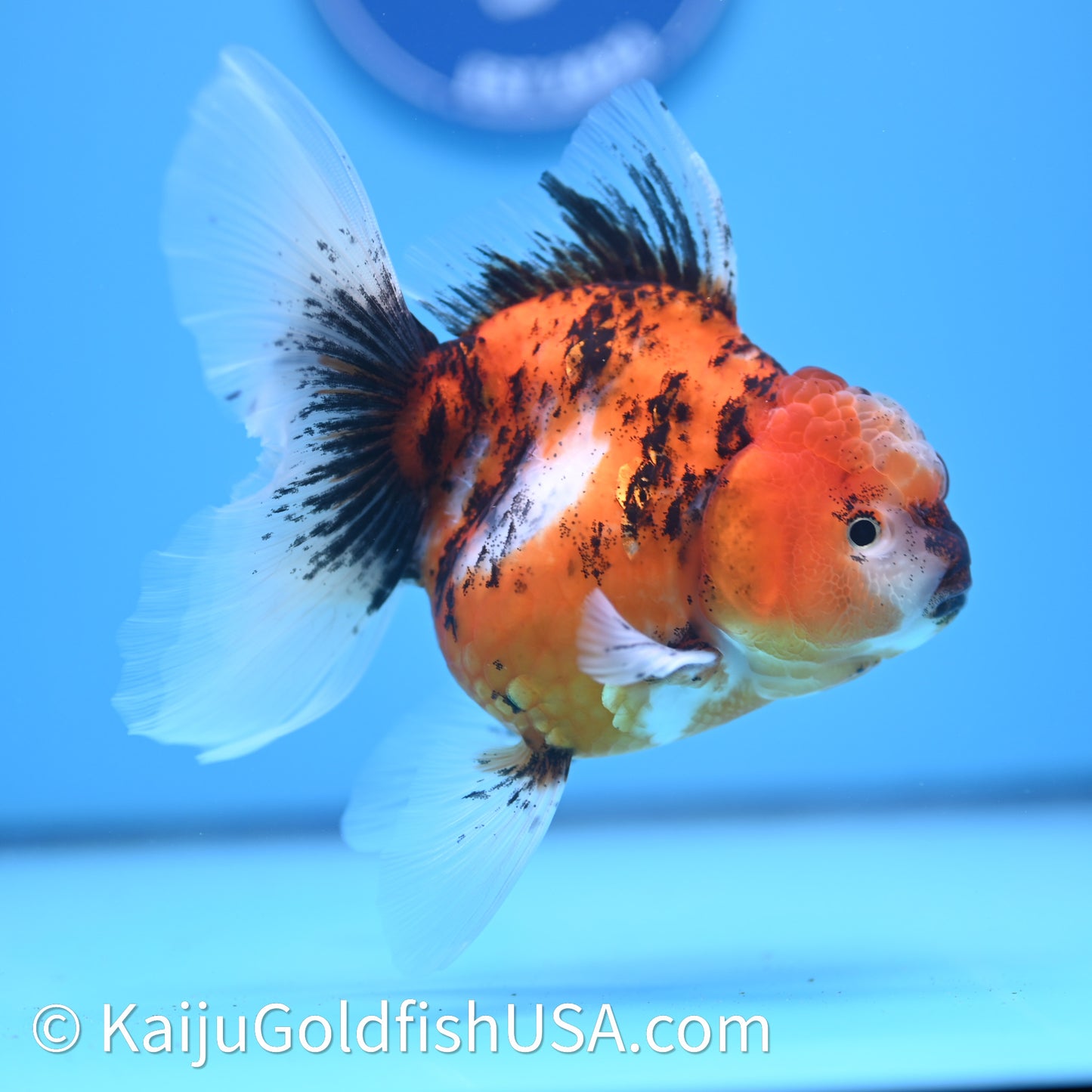 Tricolor Tiger Rose Tail Oranda 3.75in Body (240628_OR03) - Kaiju Goldfish USA