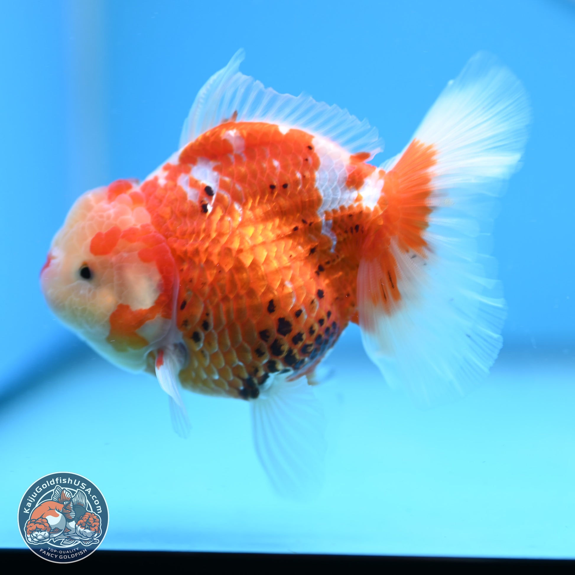 Tricolor Rose Tail Oranda 4.5 inches - Female (241206_OR03) - Kaiju Goldfish USA