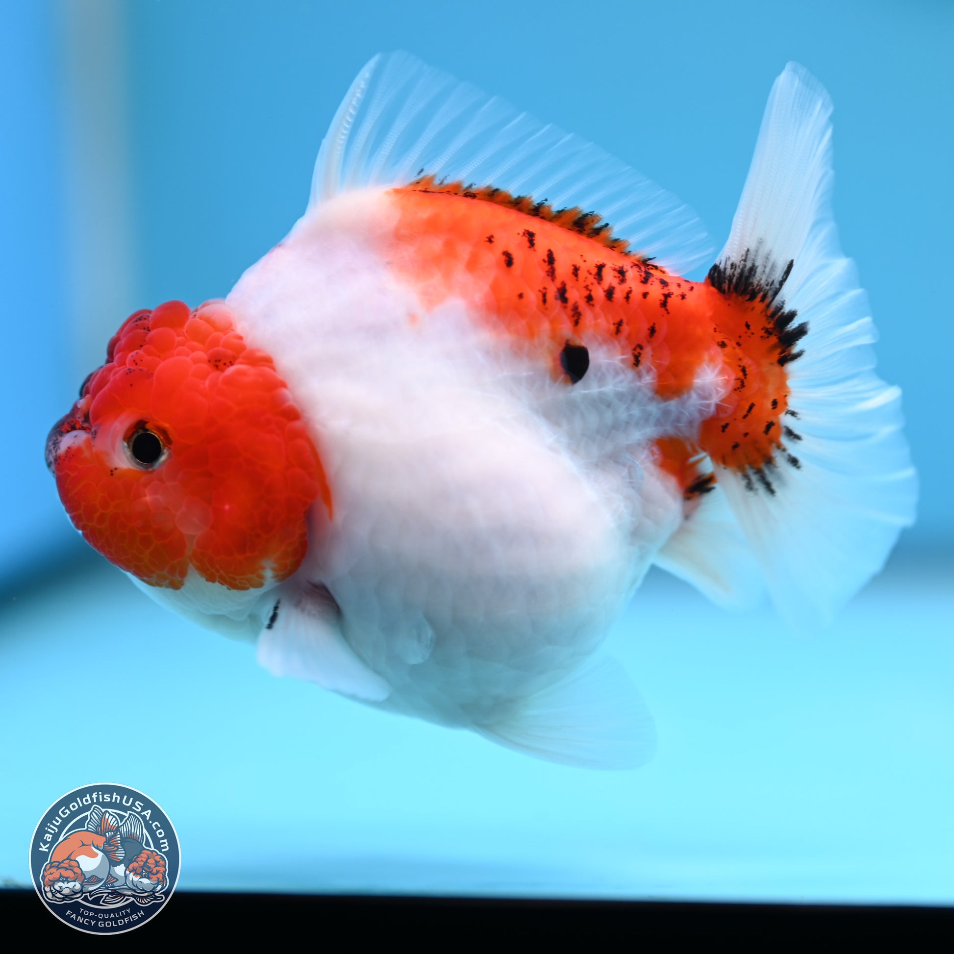 Tricolor Sakura YuanBao Oranda 4.5 inches (241101_OR03) - Kaiju Goldfish USA