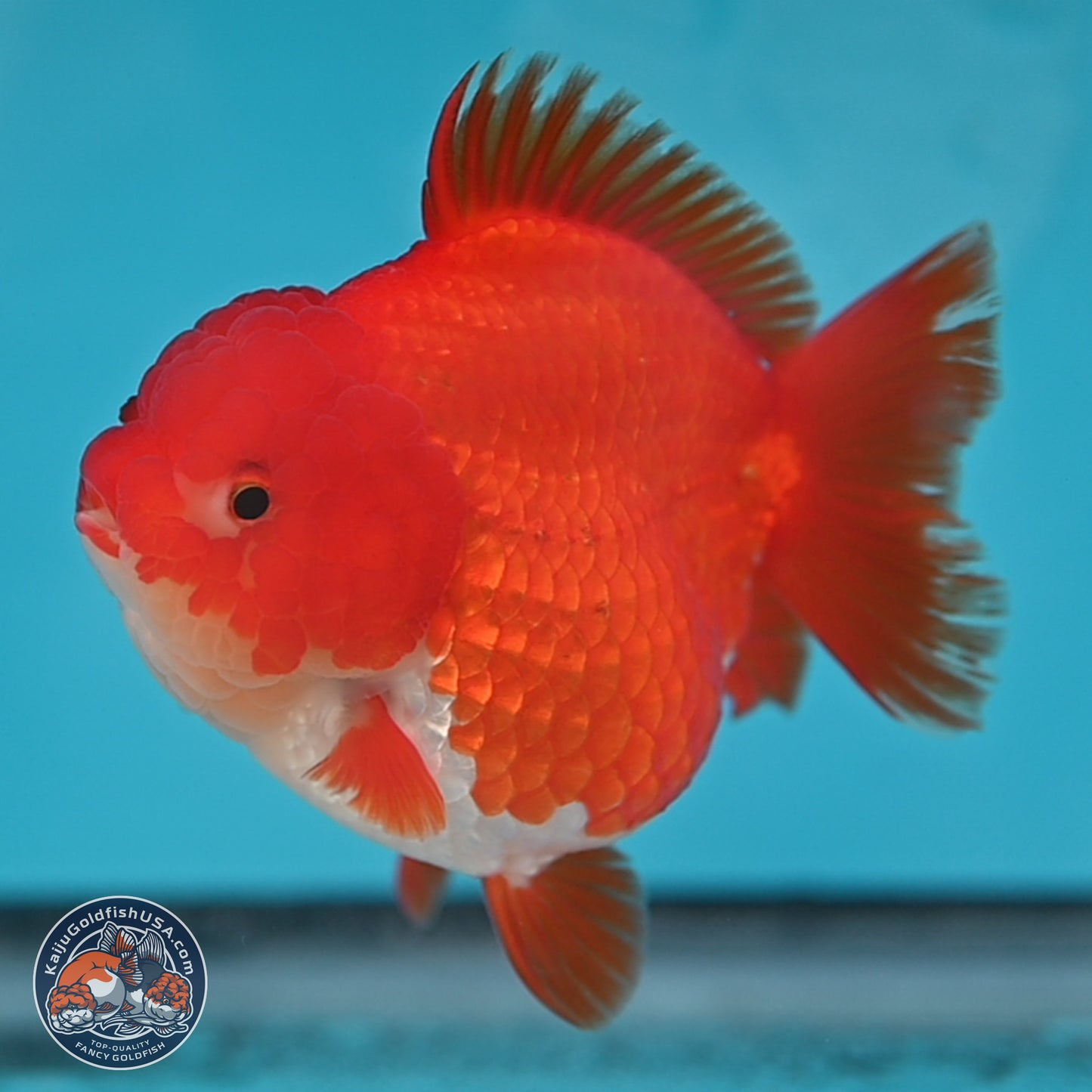 Red White YuanBao Oranda 3.5 inches Body - Female (250131_OR03)