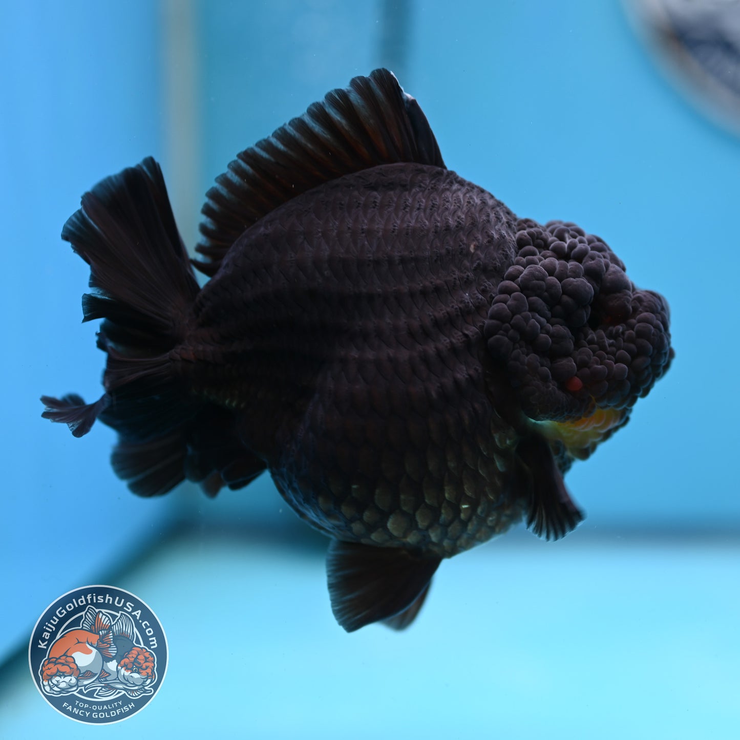 Black YuanBao Oranda 4.5 inches Body (250516_OR03)