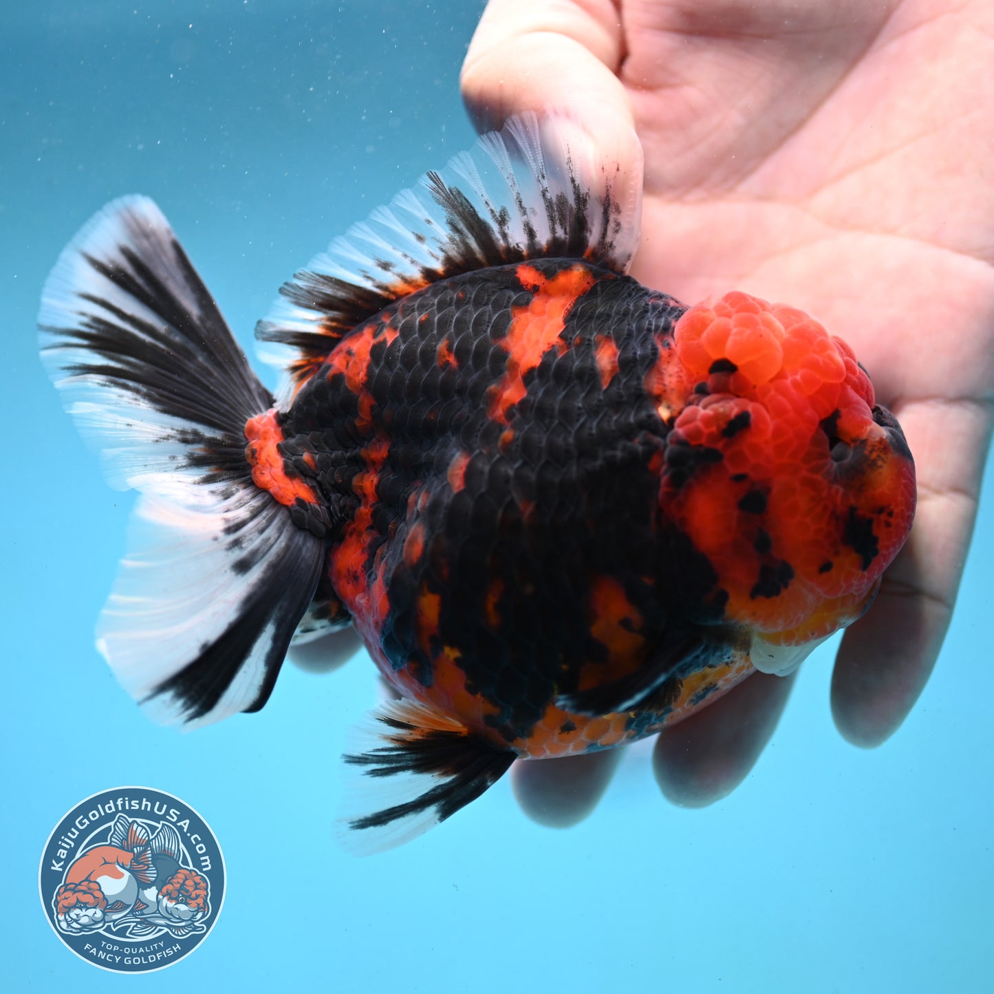 Tiger Oranda 4 inch Body (251003_OR03)