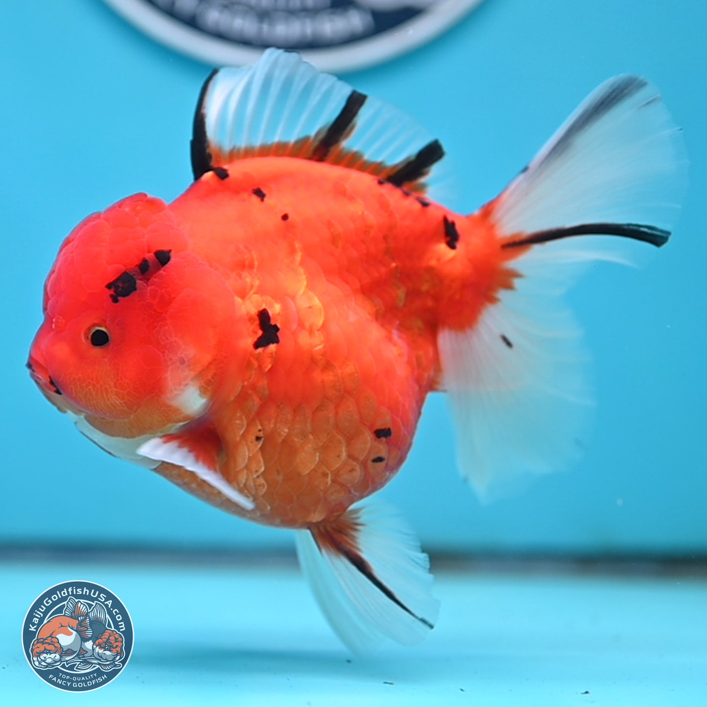 Tricolor Sakura Rose Tail Oranda 4 inches Body - Female (250404_OR03)