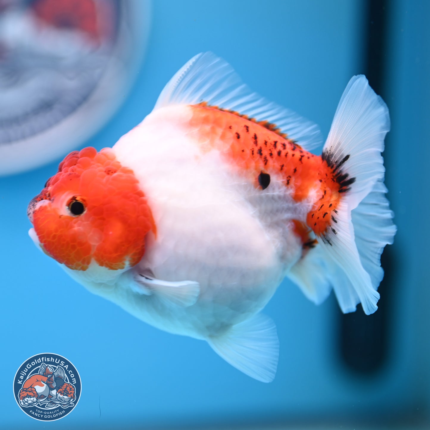 Tricolor Sakura YuanBao Oranda 4.5 inches (241101_OR03) - Kaiju Goldfish USA