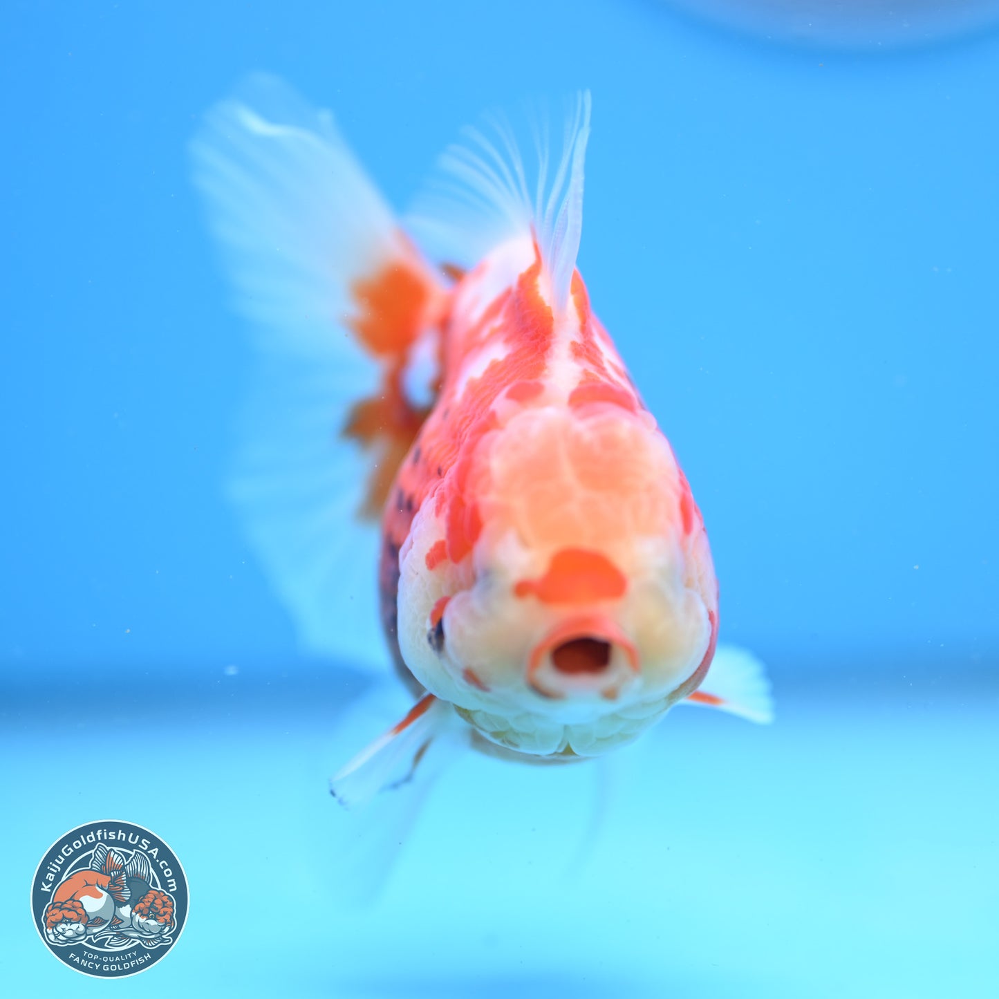 Tricolor Rose Tail Oranda 4.5 inches - Female (241206_OR03) - Kaiju Goldfish USA