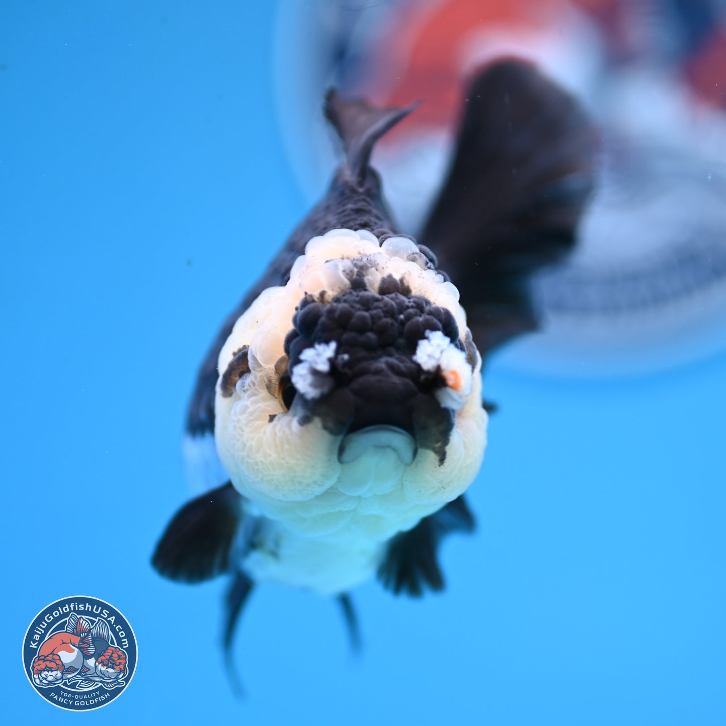 Panda Rose Tail Oranda 3.5in body (240809_OR03) - Kaiju Goldfish USA