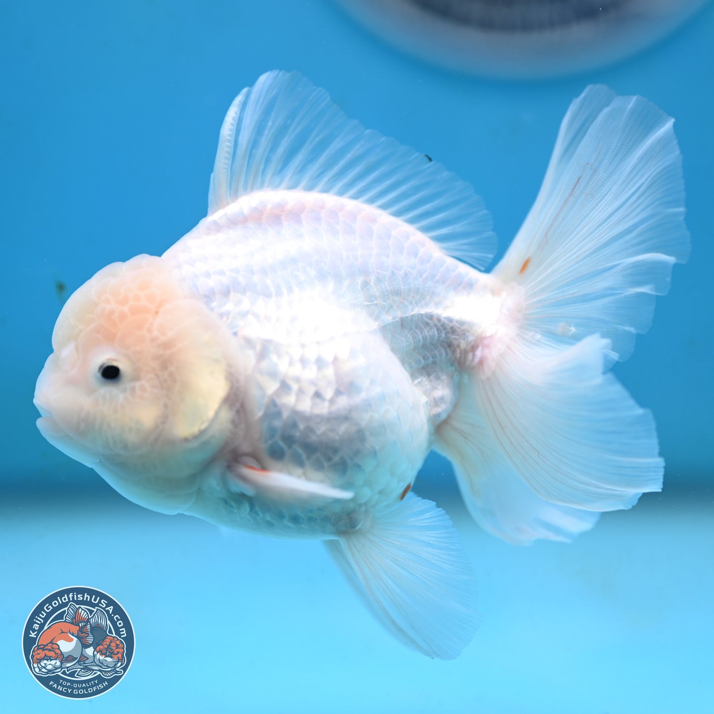 Snow White Oranda 3.5 inches Body - Female (250117_OR03) - Kaiju Goldfish USA