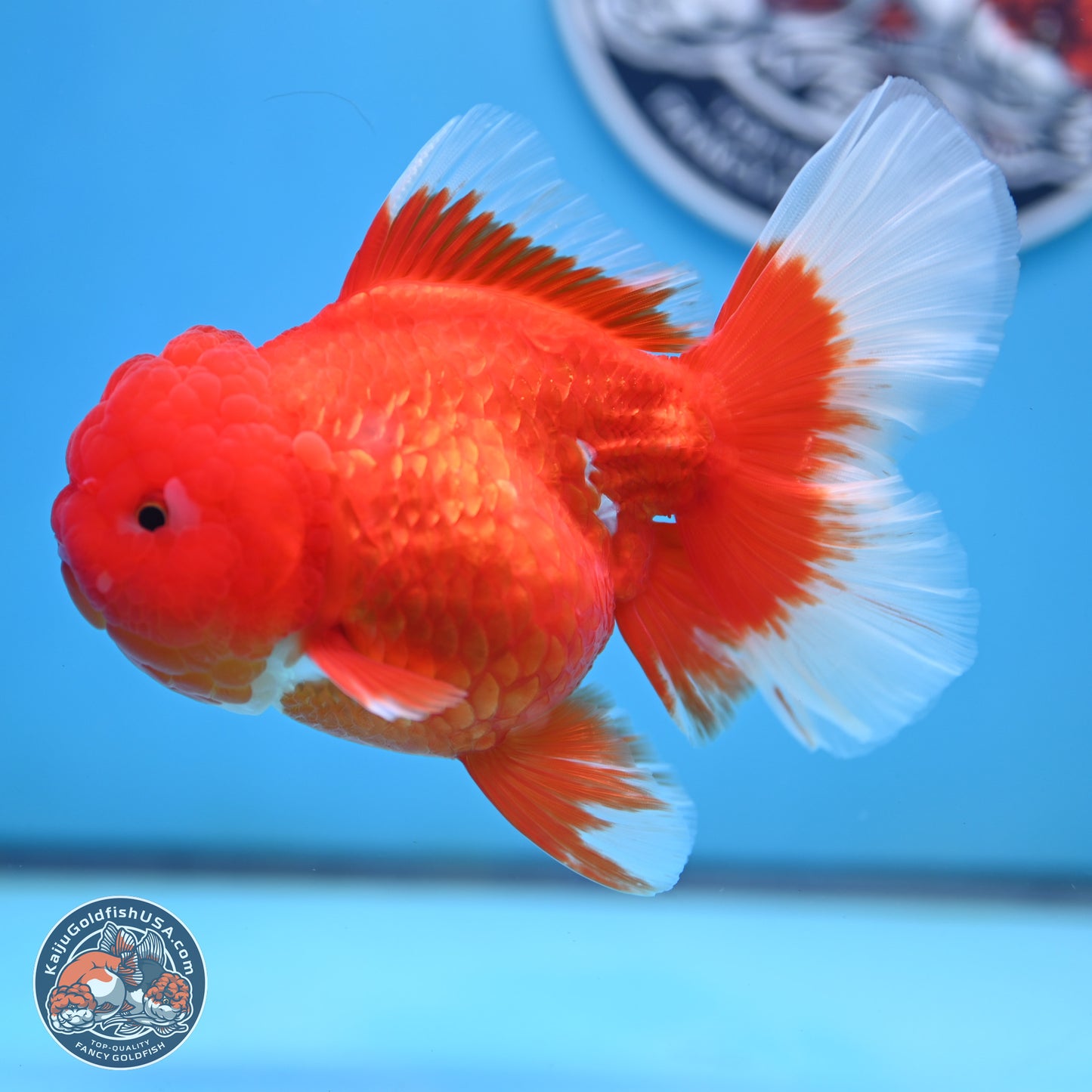 Red White Rose Tail Oranda 4.25 inches Body - Female (250221_OR03)