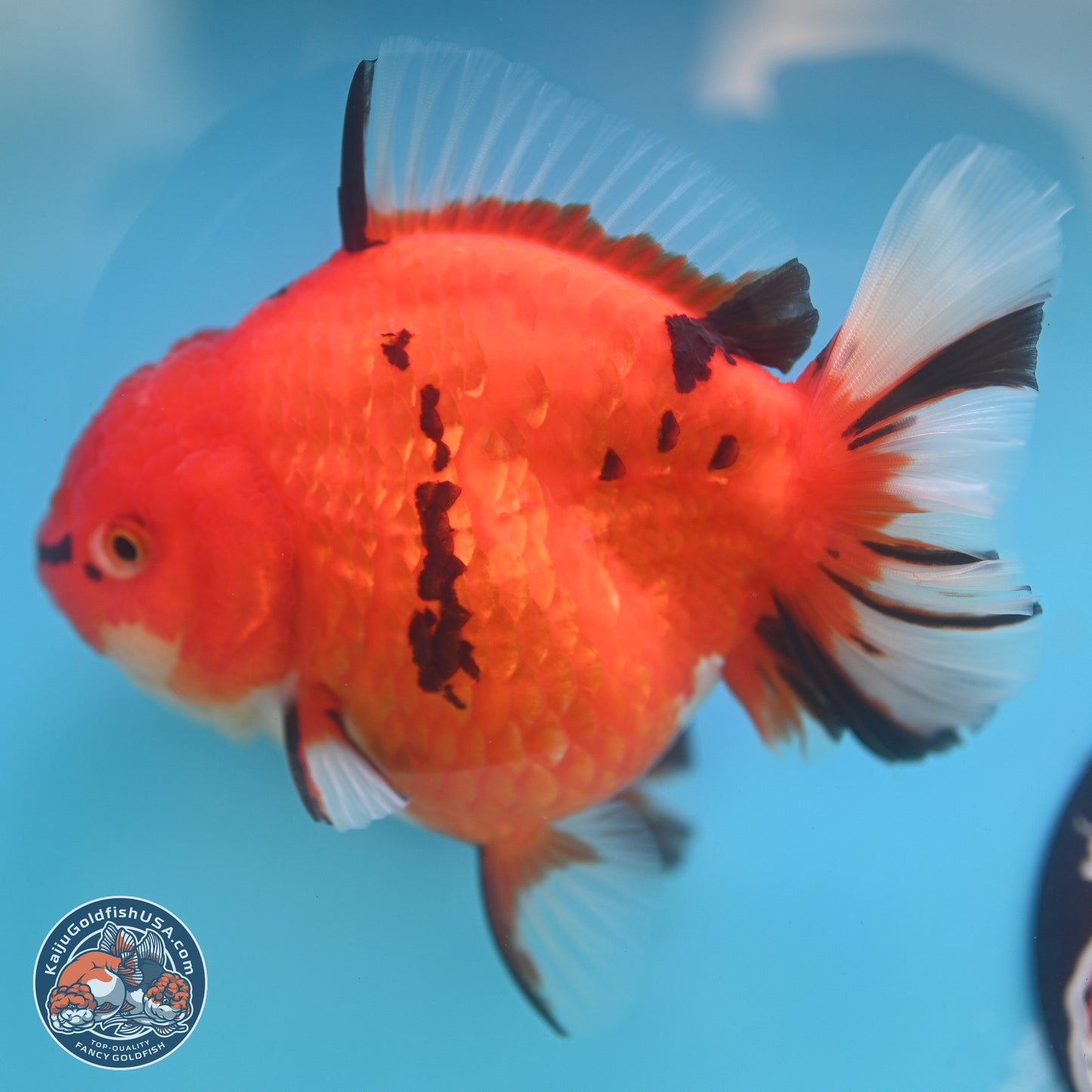 Gold Coin Tiger Oranda 4 inches Body - Female (250214_OR03)