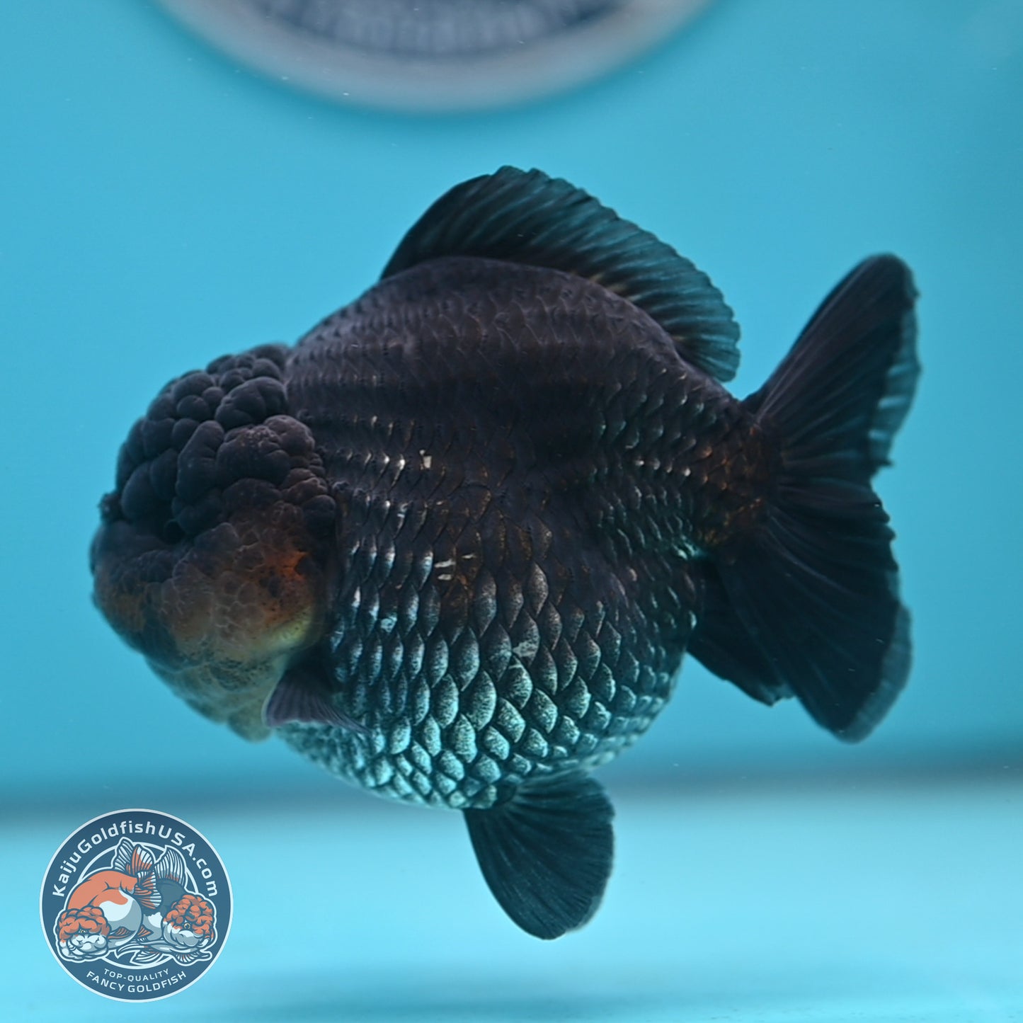 Shogun Metallic Oranda 4 inches Body (250606_OR03)