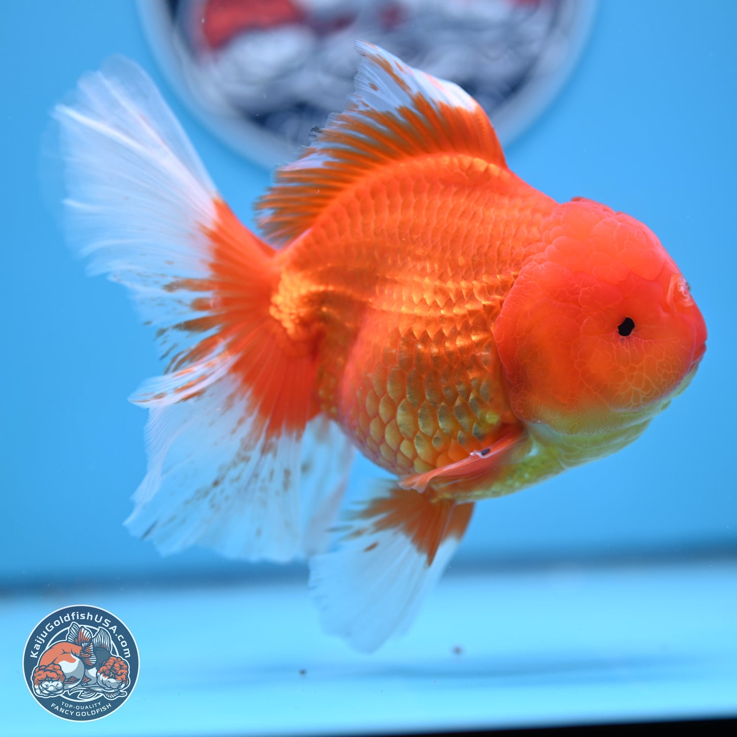 Red White Rose Tail Oranda 4-6 inches (240906_OR03) - Kaiju Goldfish USA