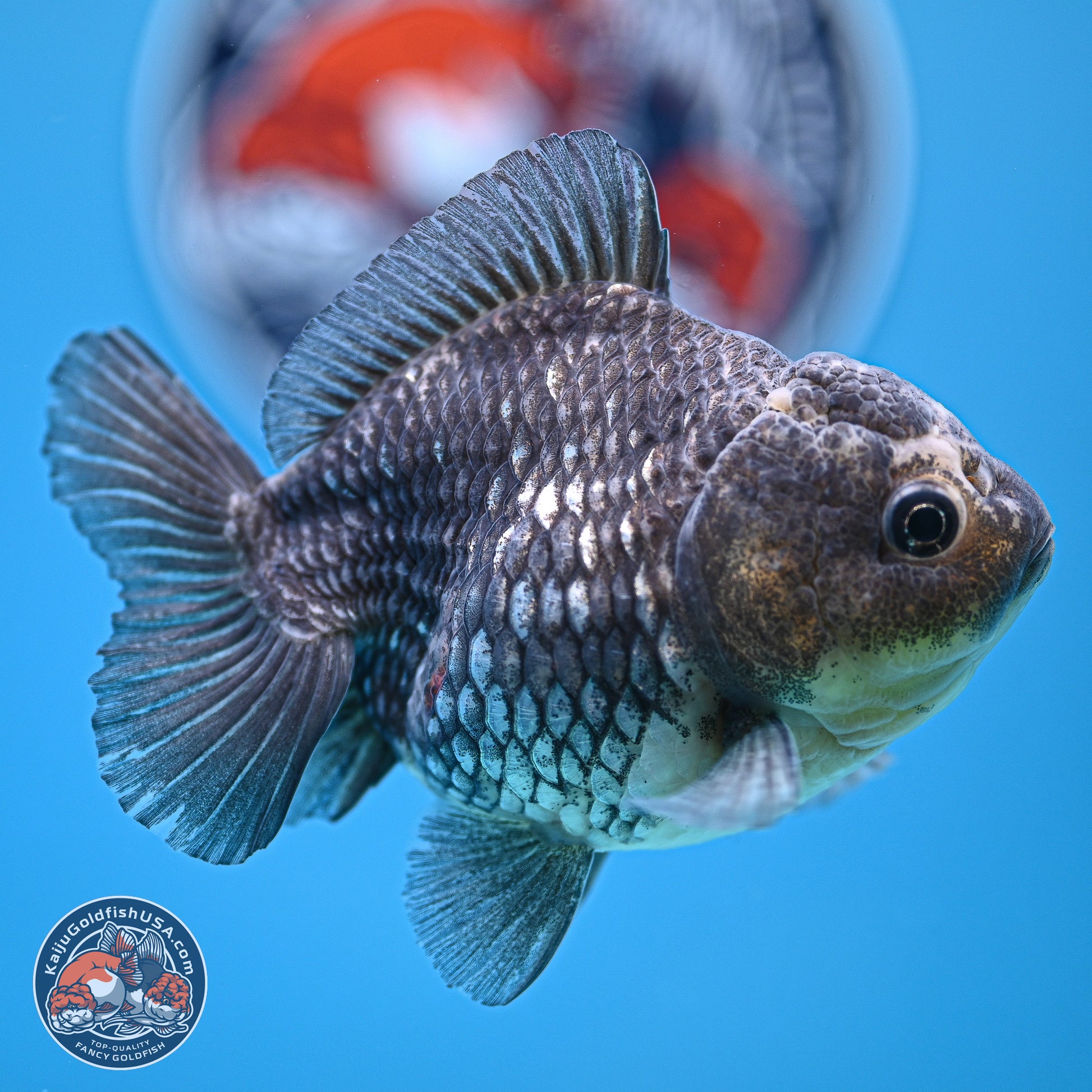 Grey Kirin YuanBao Oranda 5 inches Body- Female (241129_OR03) - Kaiju Goldfish USA