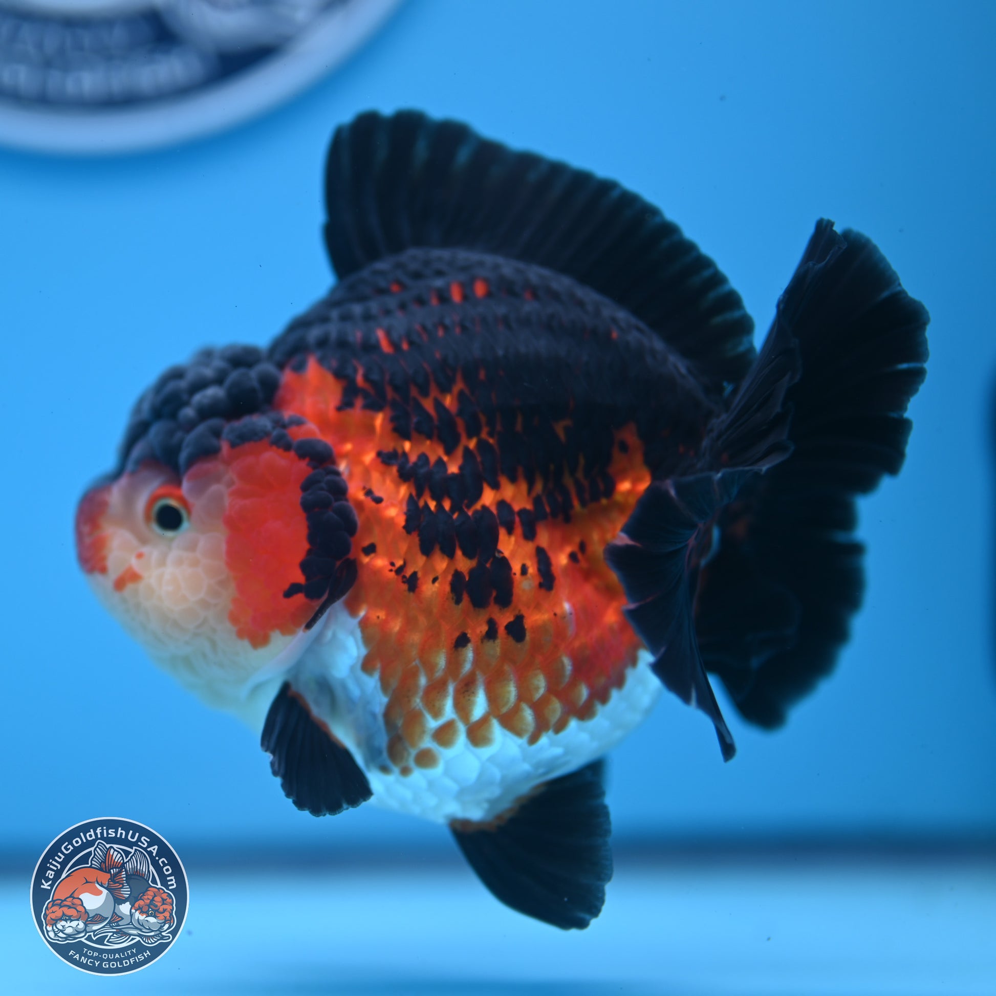 Tricolor YuanBao Oranda 3.75 inches Body - Female (241227_OR03) - Kaiju Goldfish USA