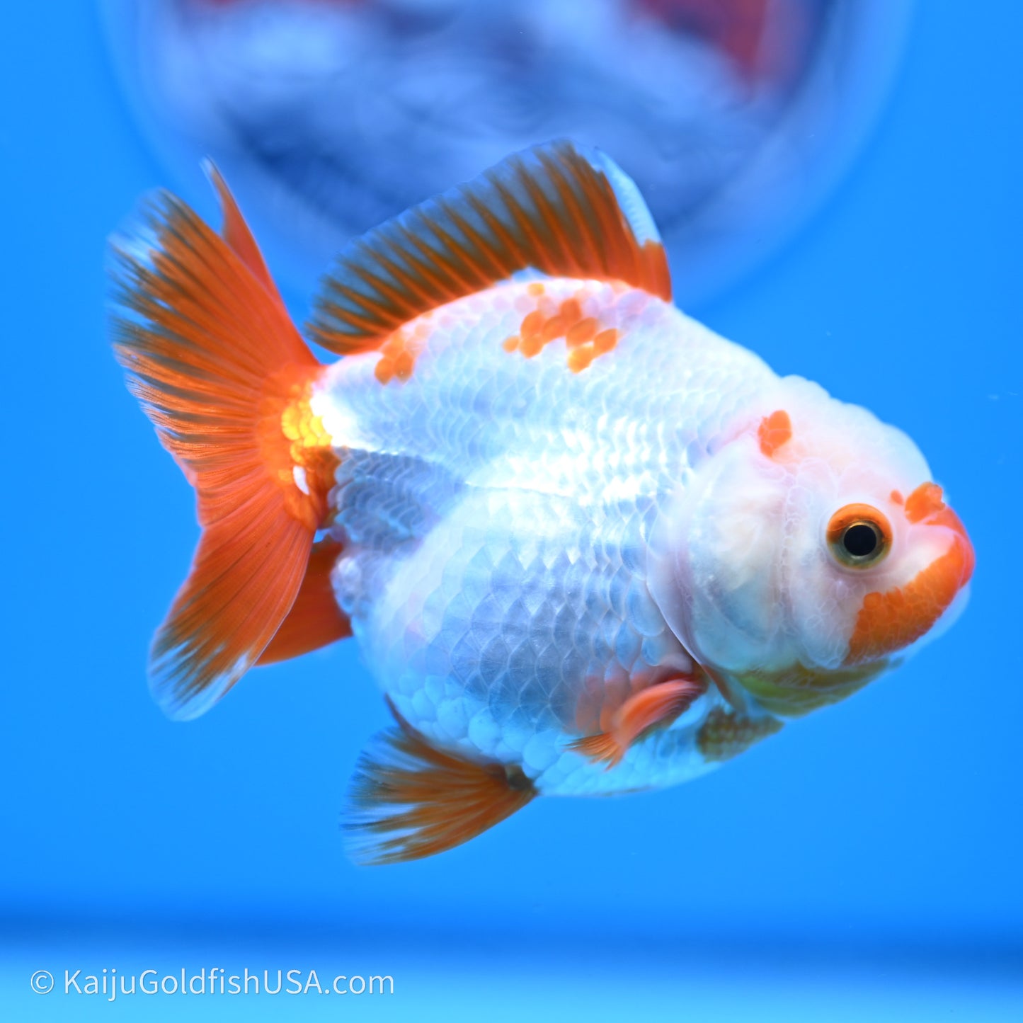 Shogun Godzilla Red White Oranda 3.25in Body (240719_OR03) - Kaiju Goldfish USA