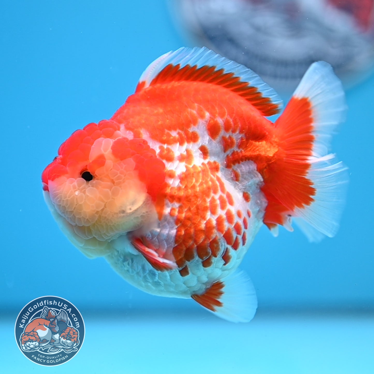 Deer Spot Red White Oranda 4 inches Body (250523_OR03)