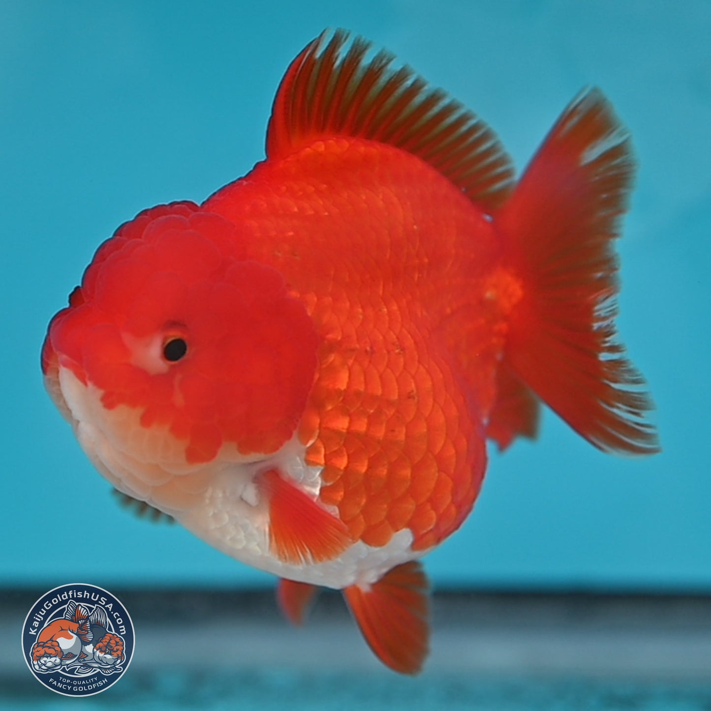 Red White YuanBao Oranda 3.5 inches Body - Female (250131_OR03)