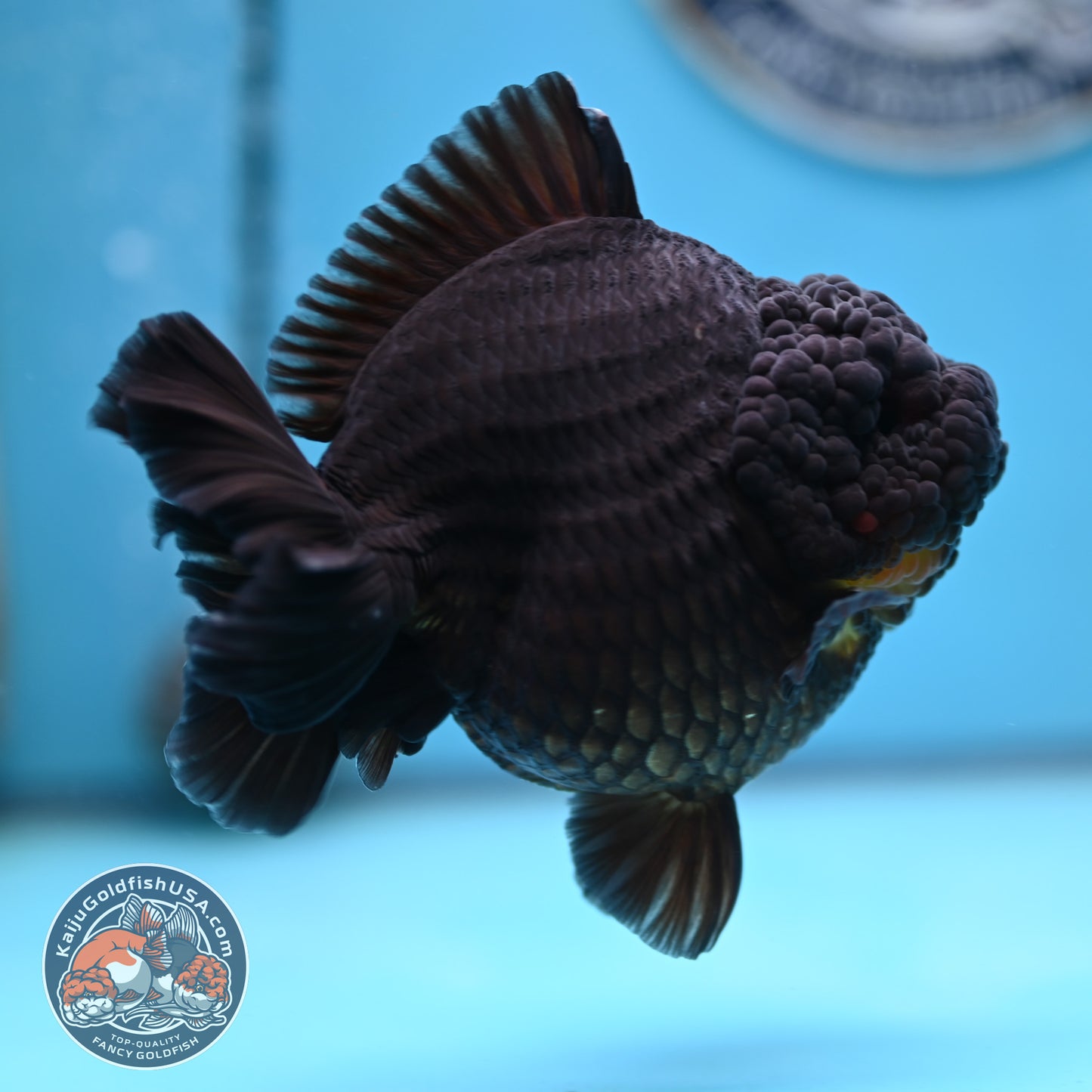 Black YuanBao Oranda 4.5 inches Body (250516_OR03)