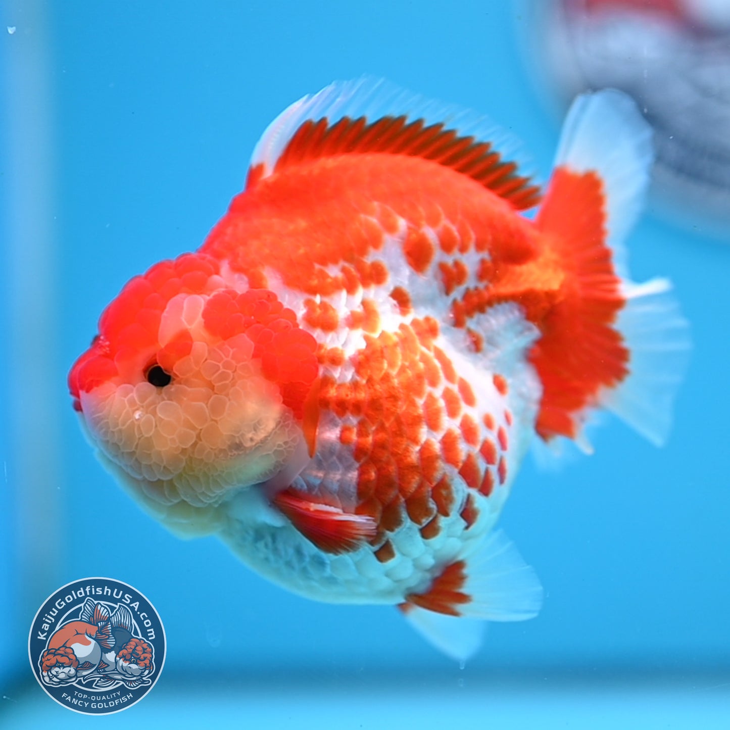 Deer Spot Red White Oranda 4 inches Body (250523_OR03)