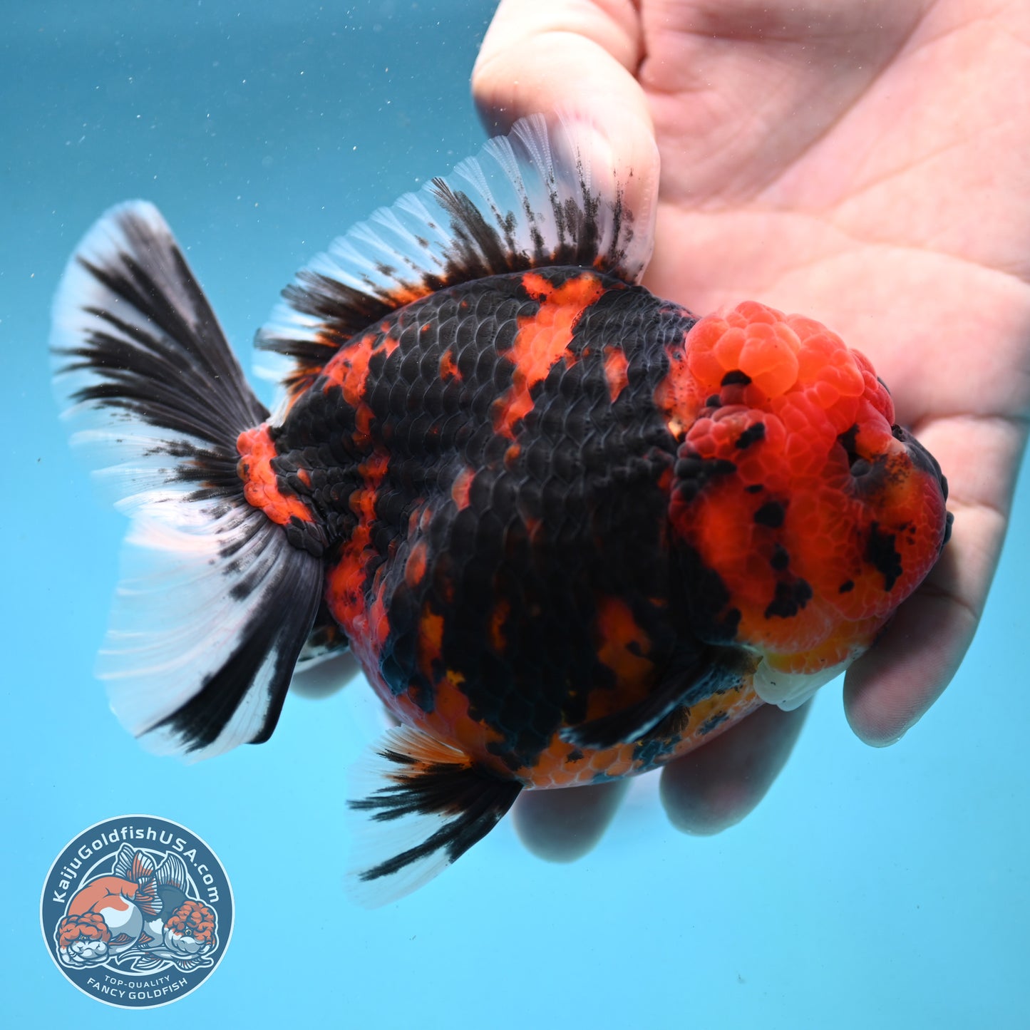 Tiger Oranda 4 inch Body (251003_OR03)