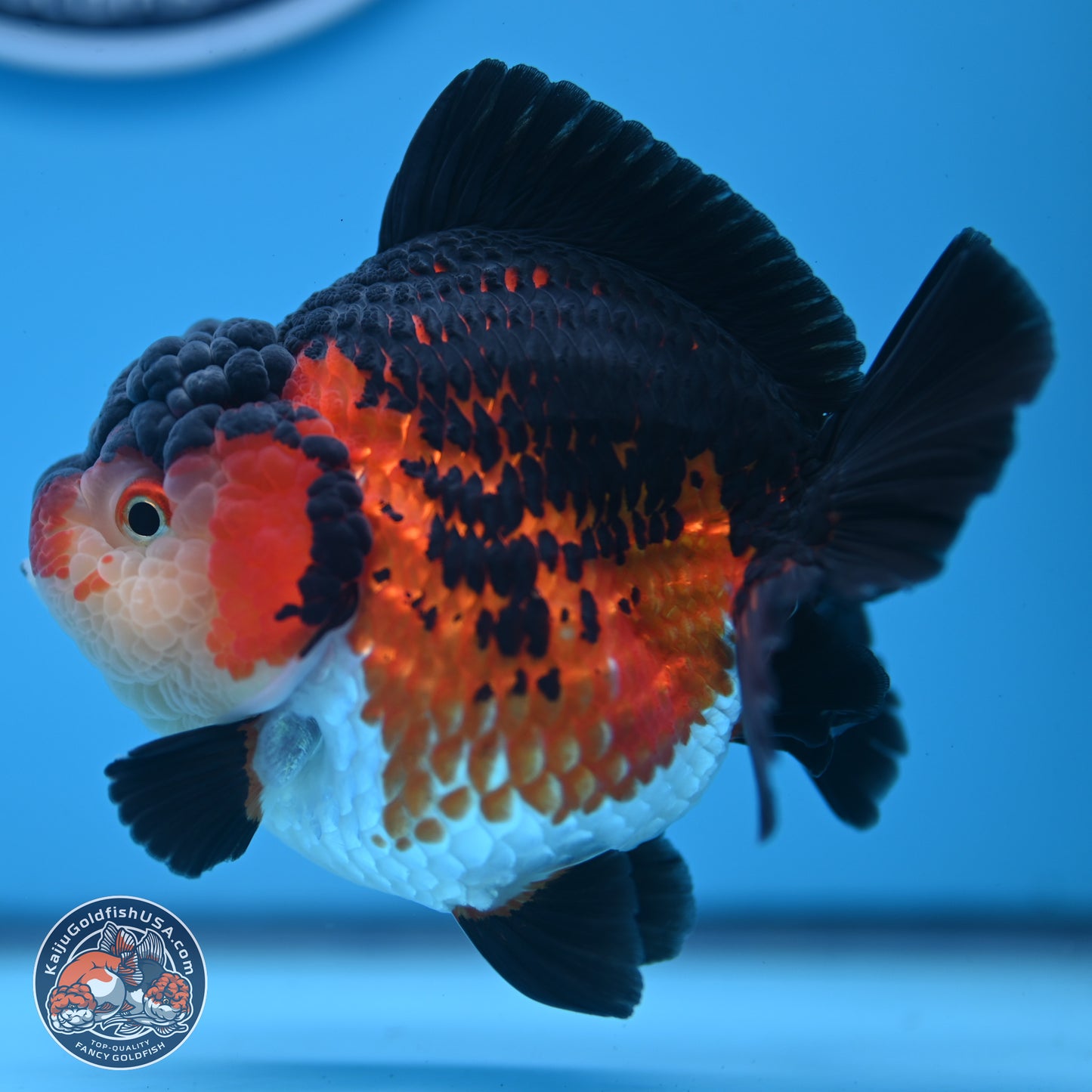 Tricolor YuanBao Oranda 3.75 inches Body - Female (241227_OR03) - Kaiju Goldfish USA