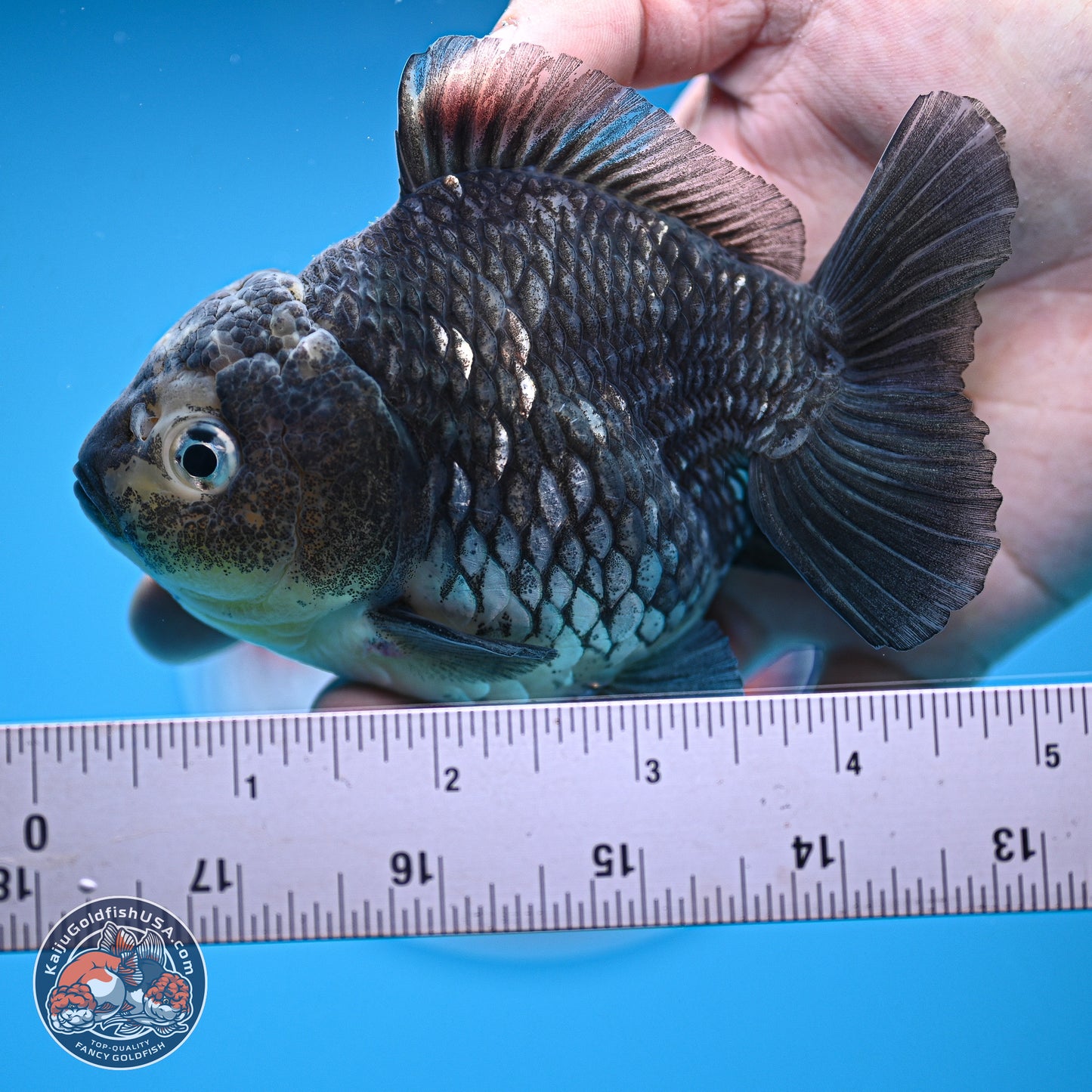 Grey Kirin YuanBao Oranda 5 inches Body- Female (241129_OR03) - Kaiju Goldfish USA