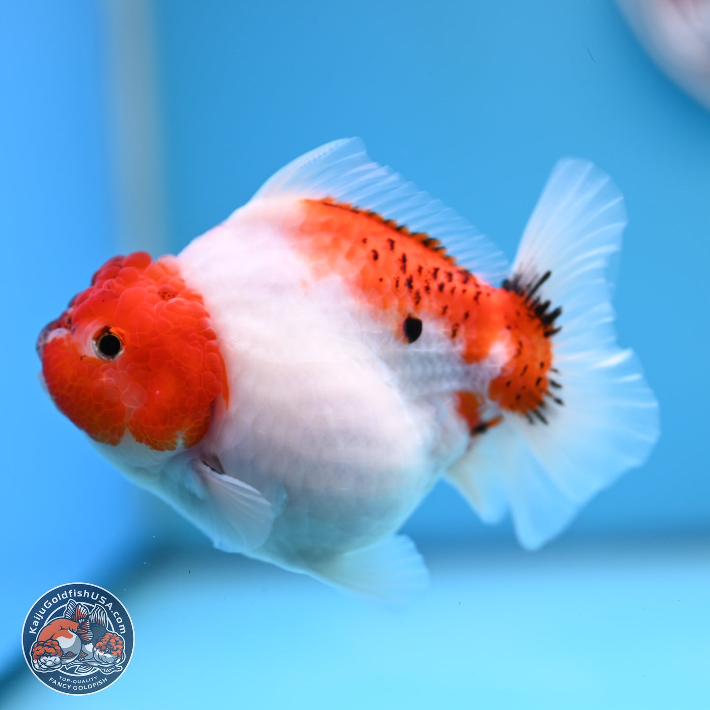 Tricolor Sakura YuanBao Oranda 4.5 inches (241101_OR03) - Kaiju Goldfish USA