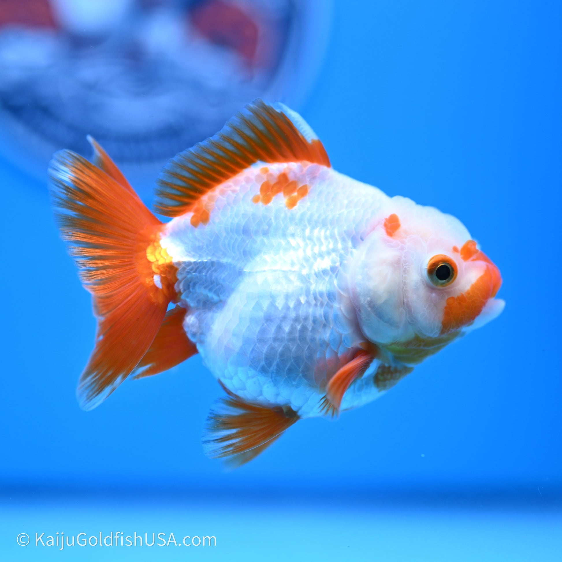 Shogun Godzilla Red White Oranda 3.25in Body (240719_OR03) - Kaiju Goldfish USA