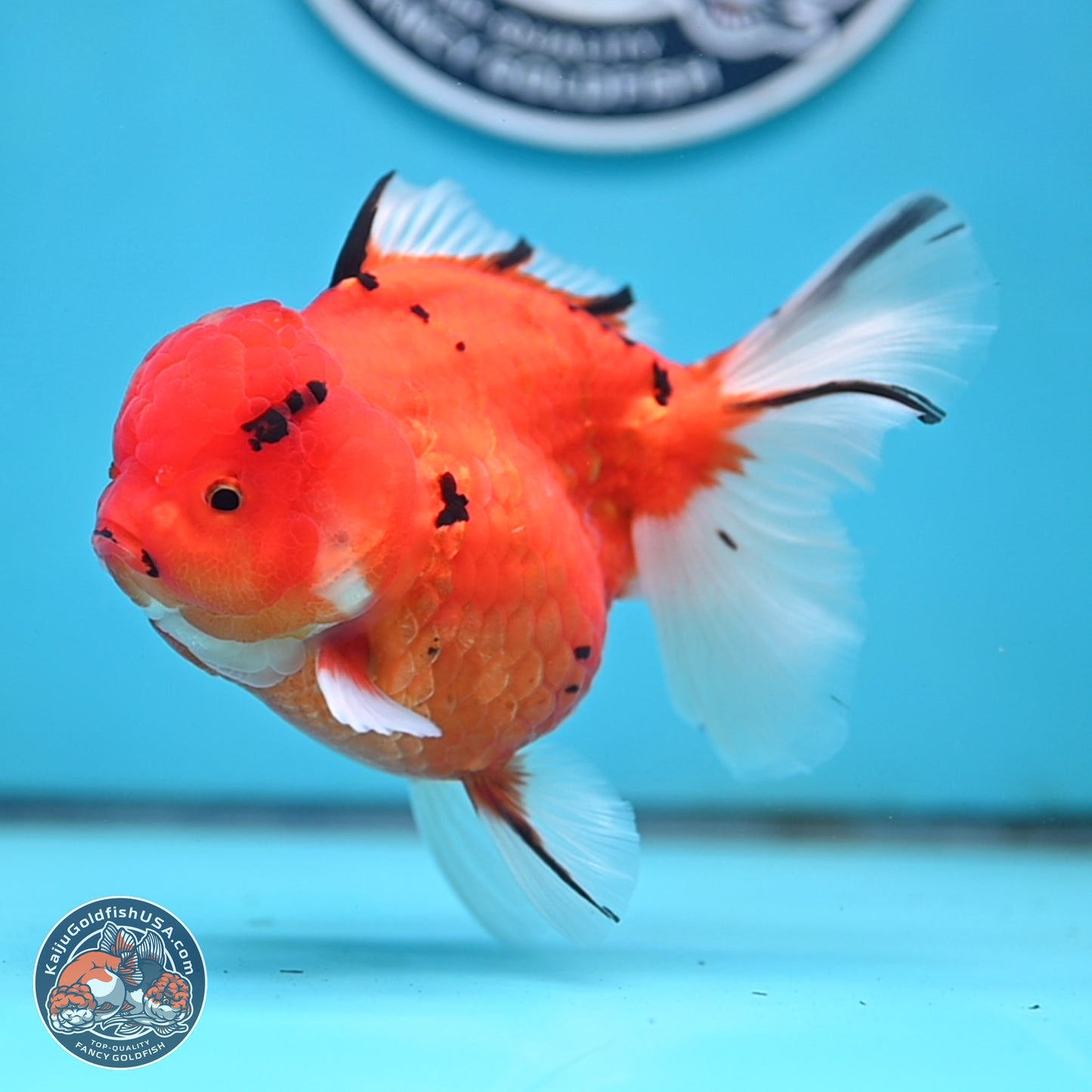 Tricolor Sakura Rose Tail Oranda 4 inches Body - Female (250404_OR03)