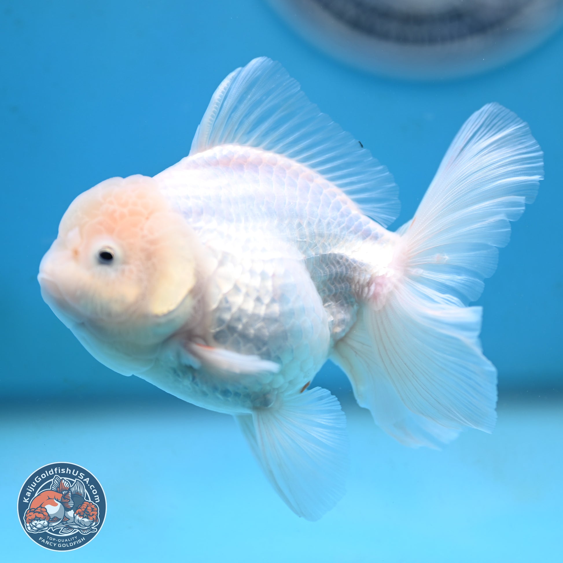 Snow White Oranda 3.5 inches Body - Female (250117_OR03) - Kaiju Goldfish USA