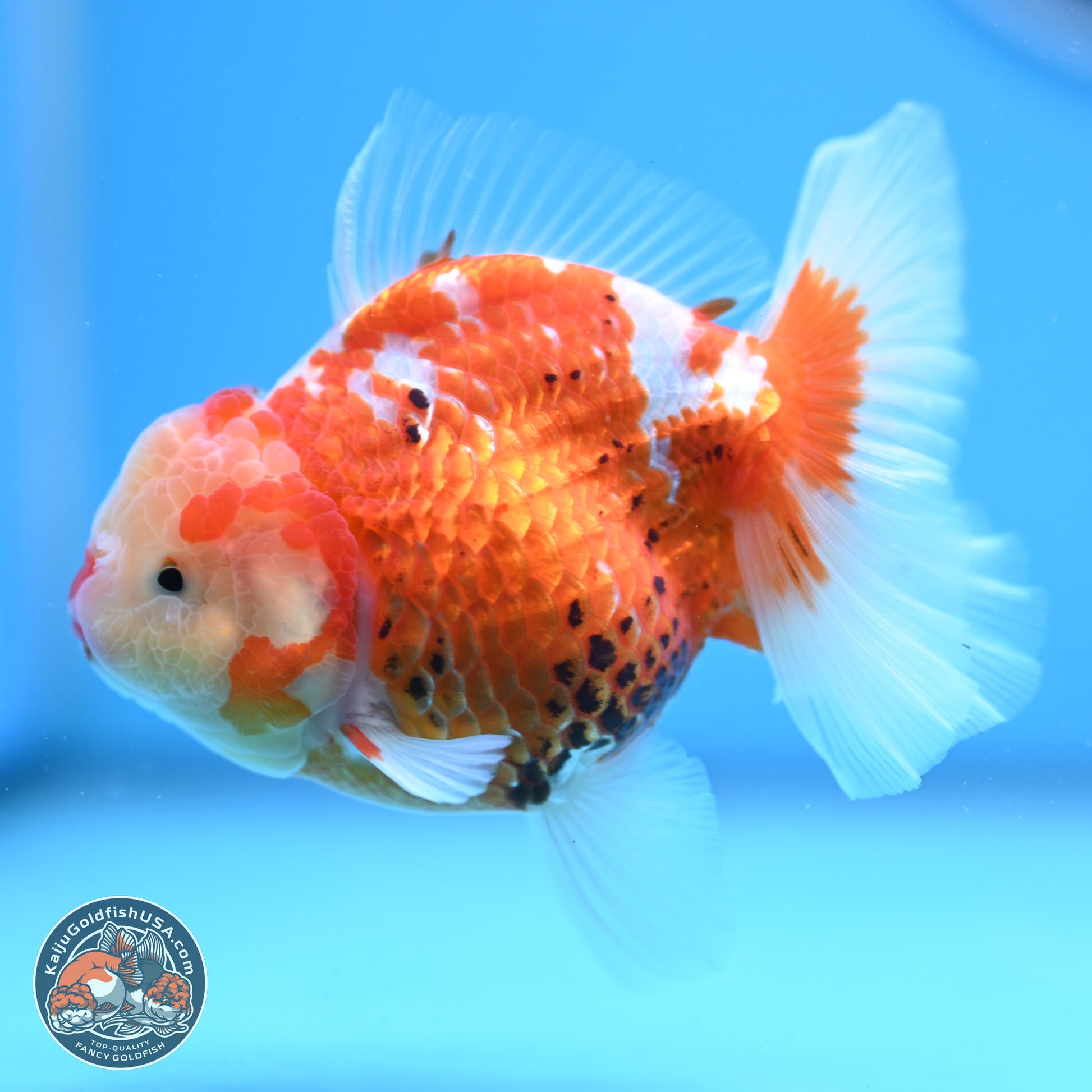 Tricolor Rose Tail Oranda 4.5 inches - Female (241206_OR03) - Kaiju Goldfish USA