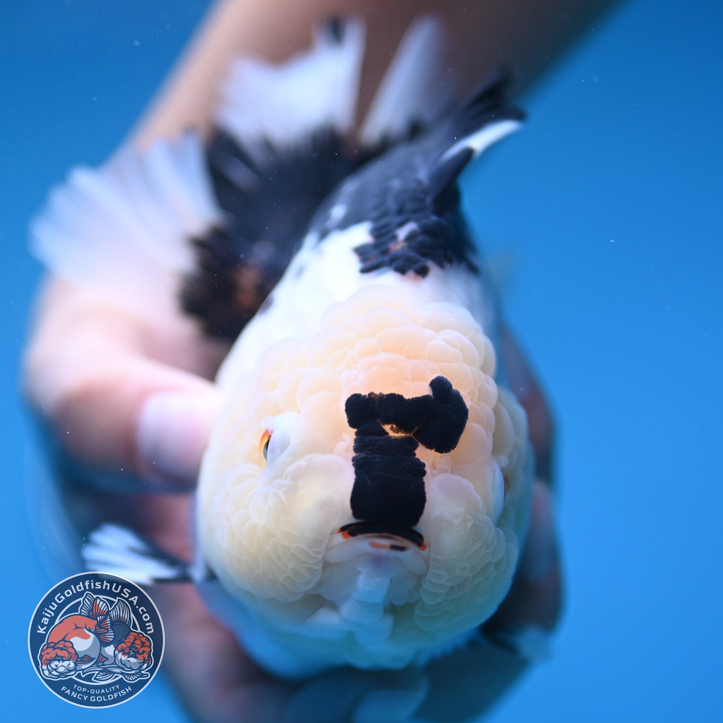 Panda Oranda 4.5 inch Body (250912_OR03)