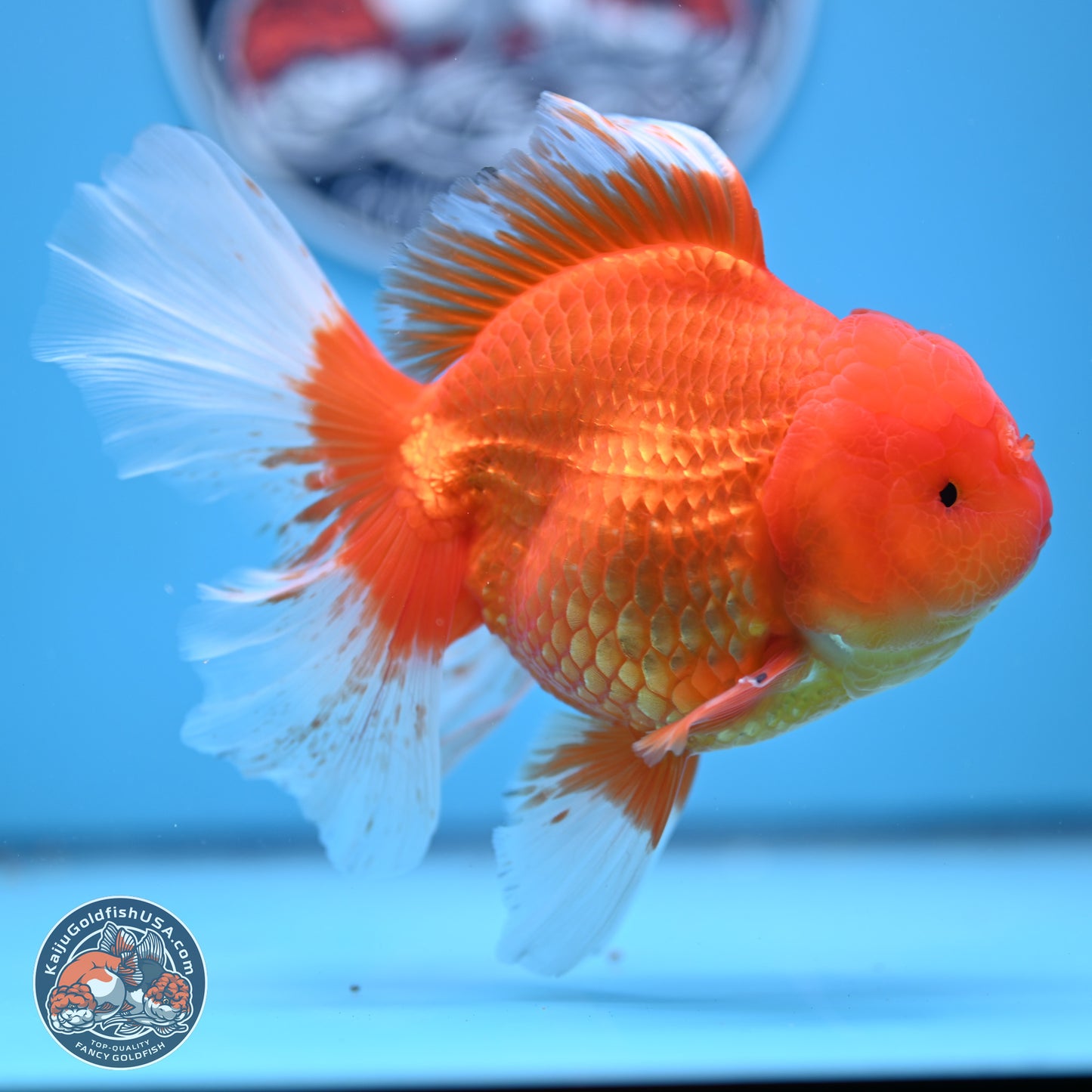 Red White Rose Tail Oranda 4-6 inches (240906_OR03) - Kaiju Goldfish USA