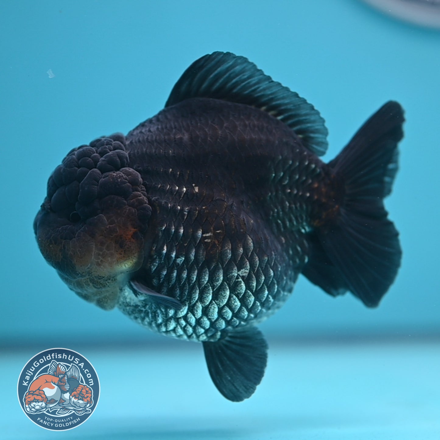Shogun Metallic Oranda 4 inches Body (250606_OR03)
