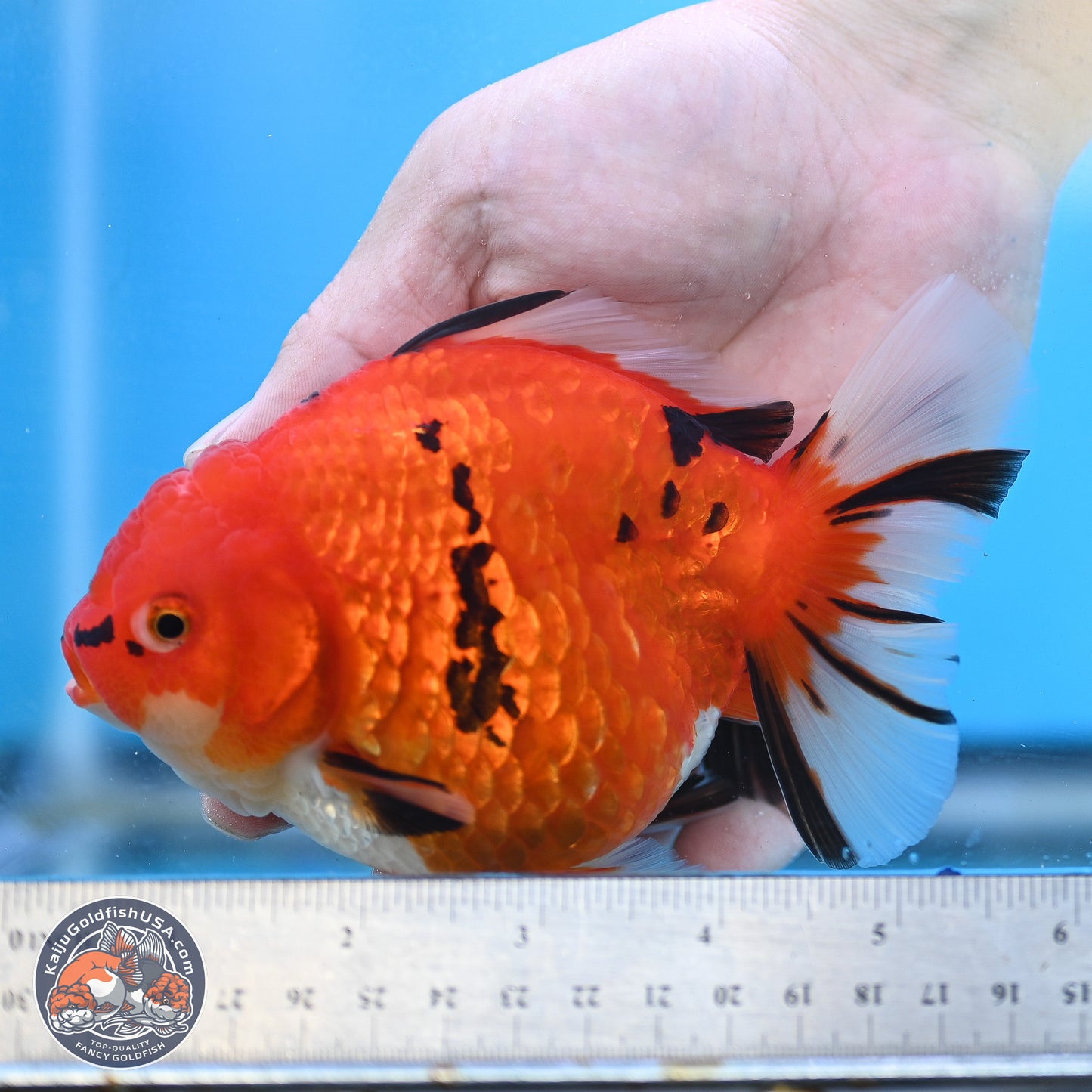 Gold Coin Tiger Oranda 4 inches Body - Female (250214_OR03)